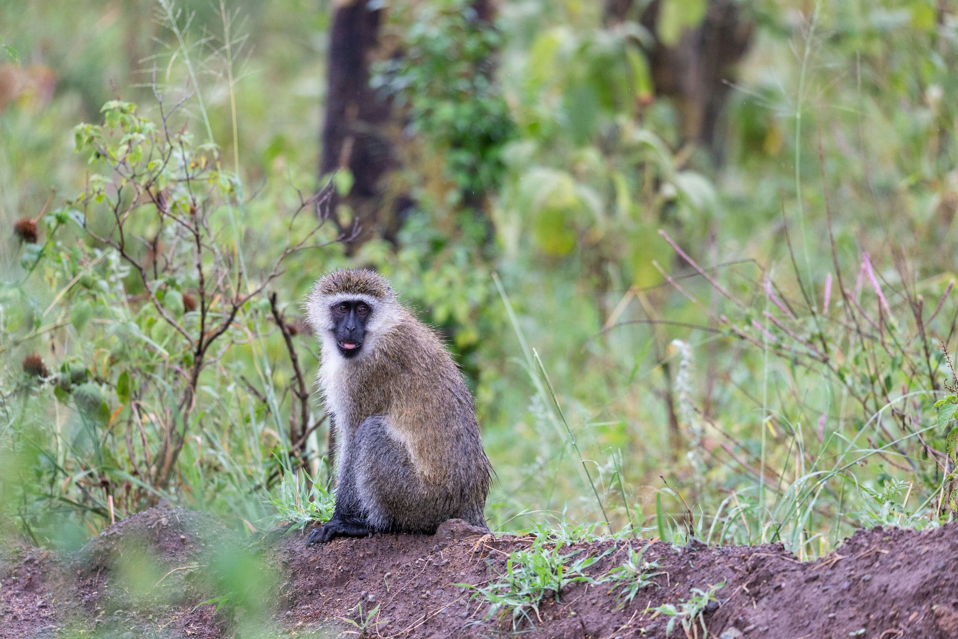 A vervet monkey with light brown fur sits in tall green grass in Lake Nakuru National Park, Kenya.