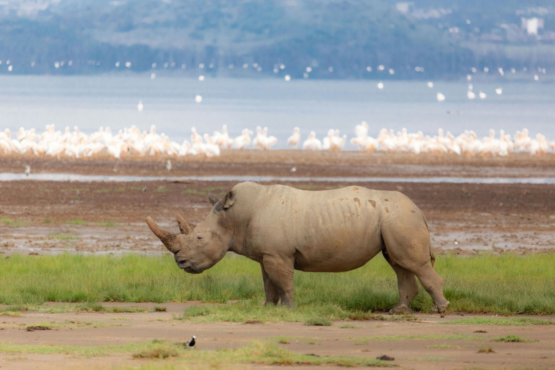 Rhino grazing on grass near Lake Nakuru with many white birds in the background in Kenya.