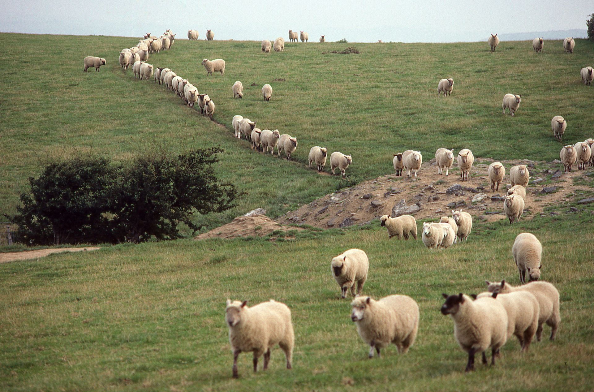 Flock of sheep grazing on a grassy hillside; some in a long line, others scattered in the Brecon Beacons, Wales.