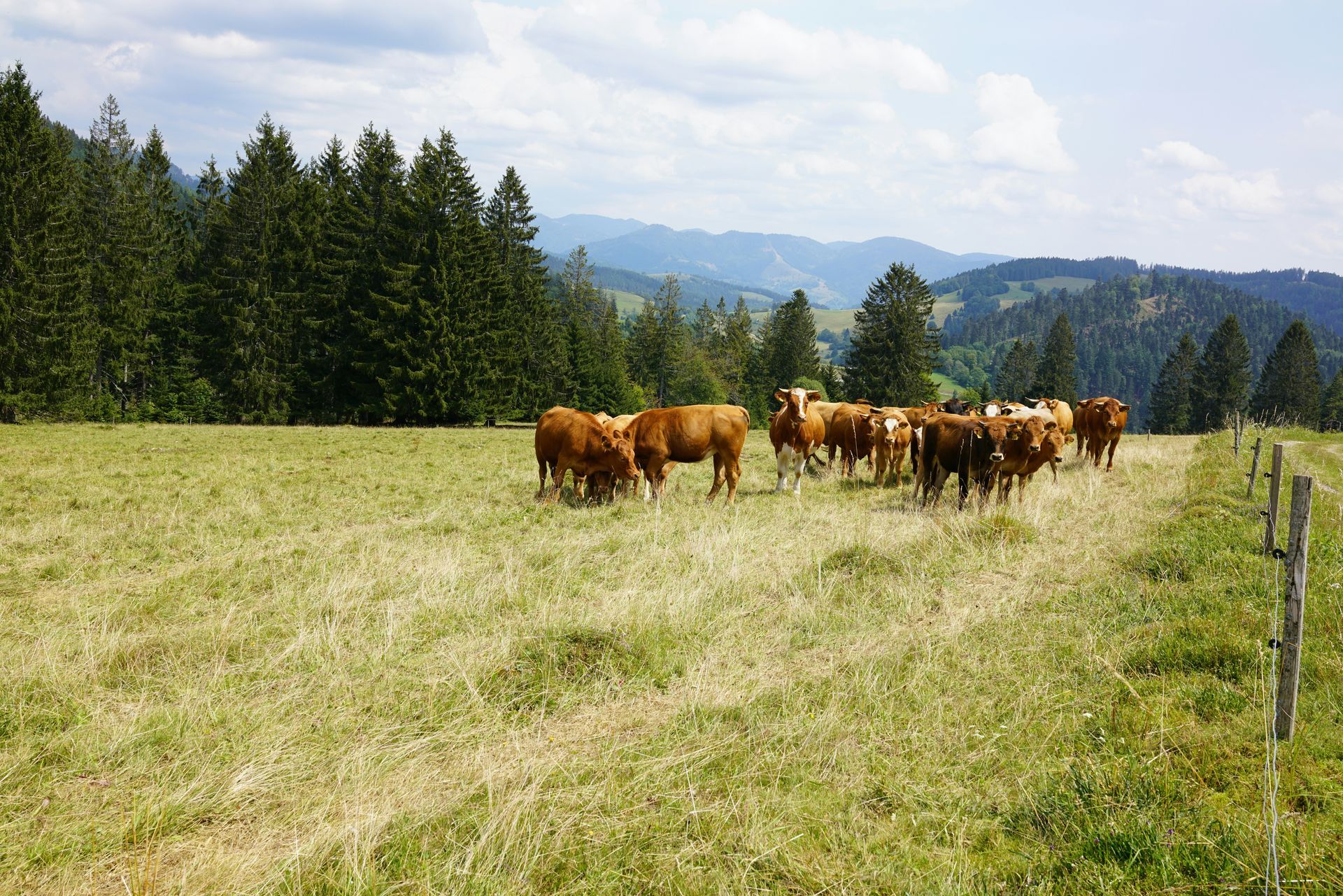Cattle grazing in a green fenced pasture with a mountain backdrop. Trees line the left, in The Black Forest, Germany.