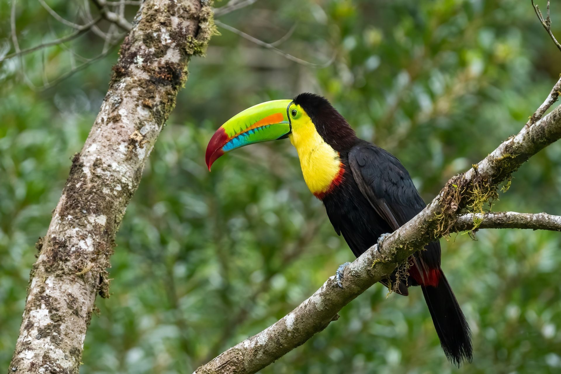 A keel-billed toucan perched on a tree branch, showing its vibrant green, red, yellow, and blue bill in the Monteverde Cloud Forest, Costa Rica.