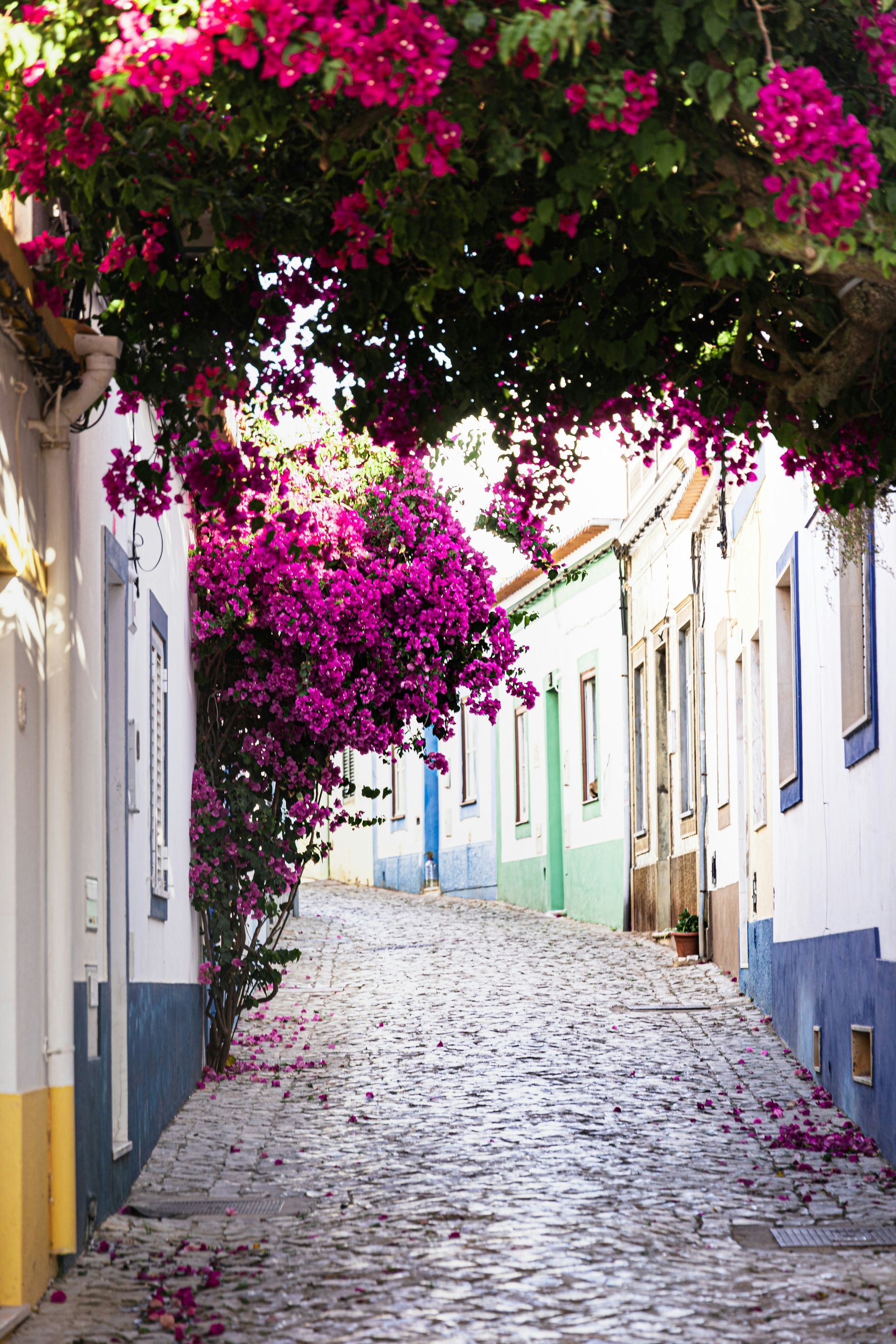 Cobblestone street lined with white buildings, vibrant pink bougainvillea overhead in The Algarve, Portugal.