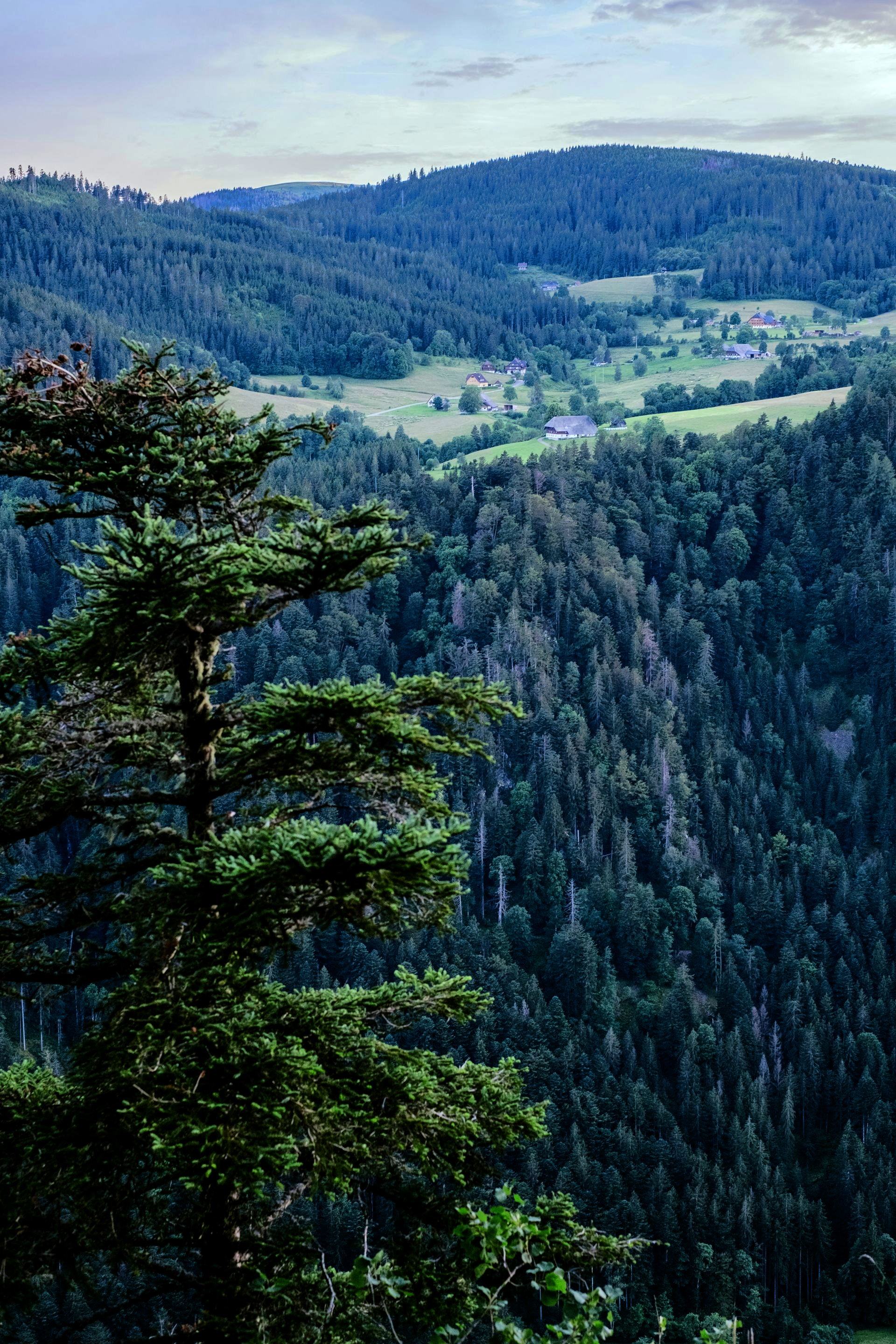 The Black Forest, Germany with a dark green tree in the foreground and a small village nestled in a valley.
