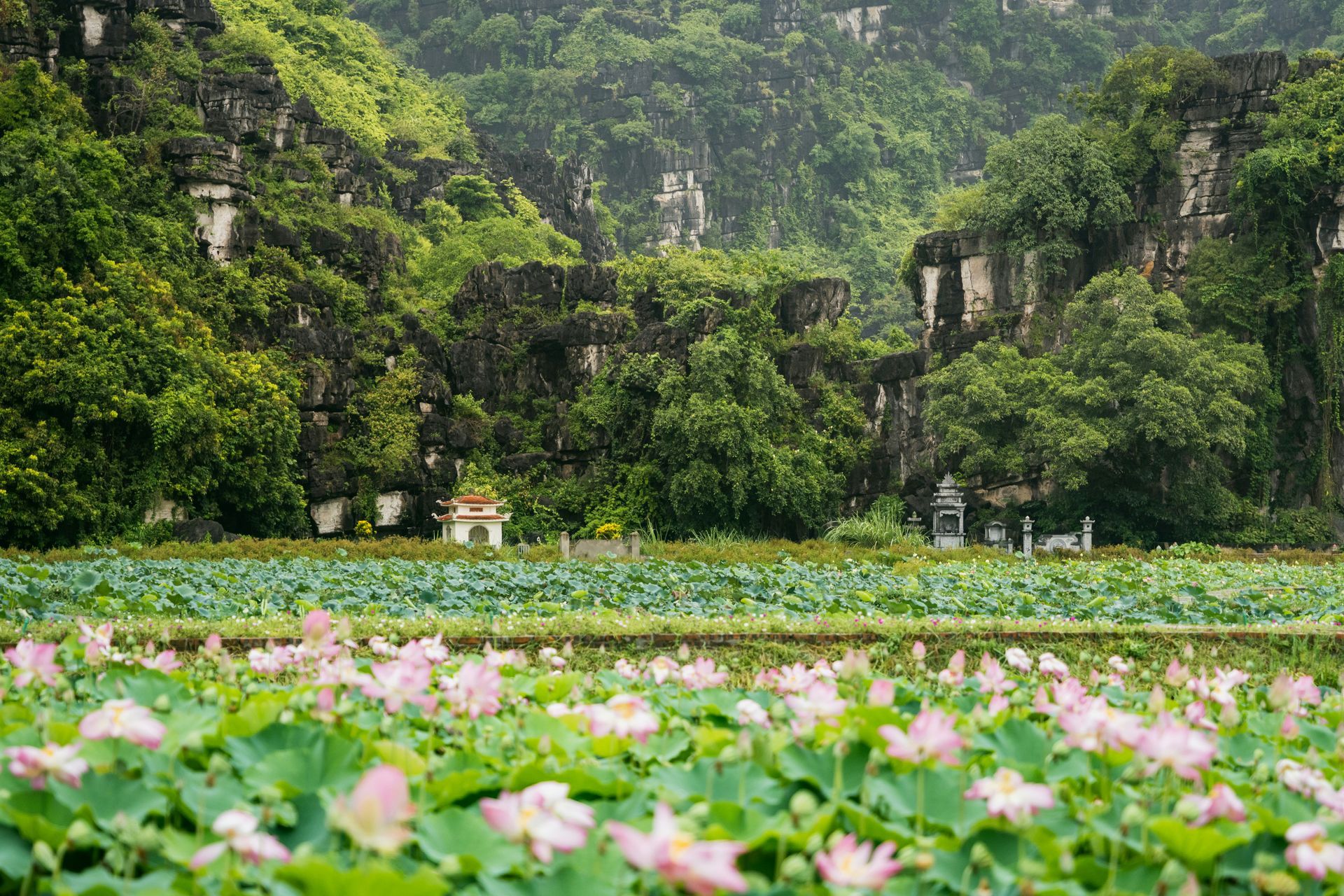 Pink lotuses bloom in a field before a rocky, forested mountain range in Ninh Bình, Vietnam.