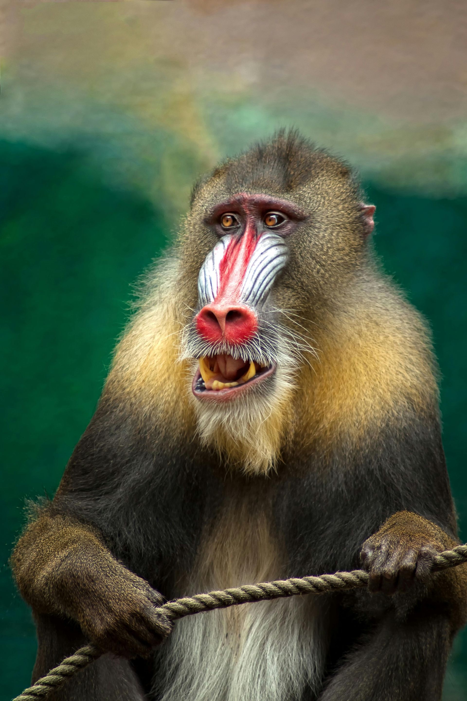 A baboon with a red nose is sitting on a rope in Botswana, Africa.