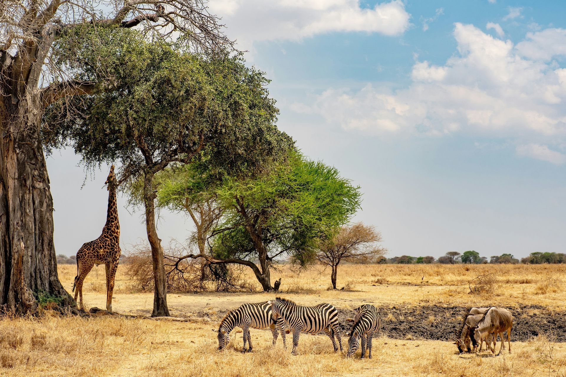A herd of zebras and giraffes grazing under a tree in the wild in Ngorongoro, Tanzania.