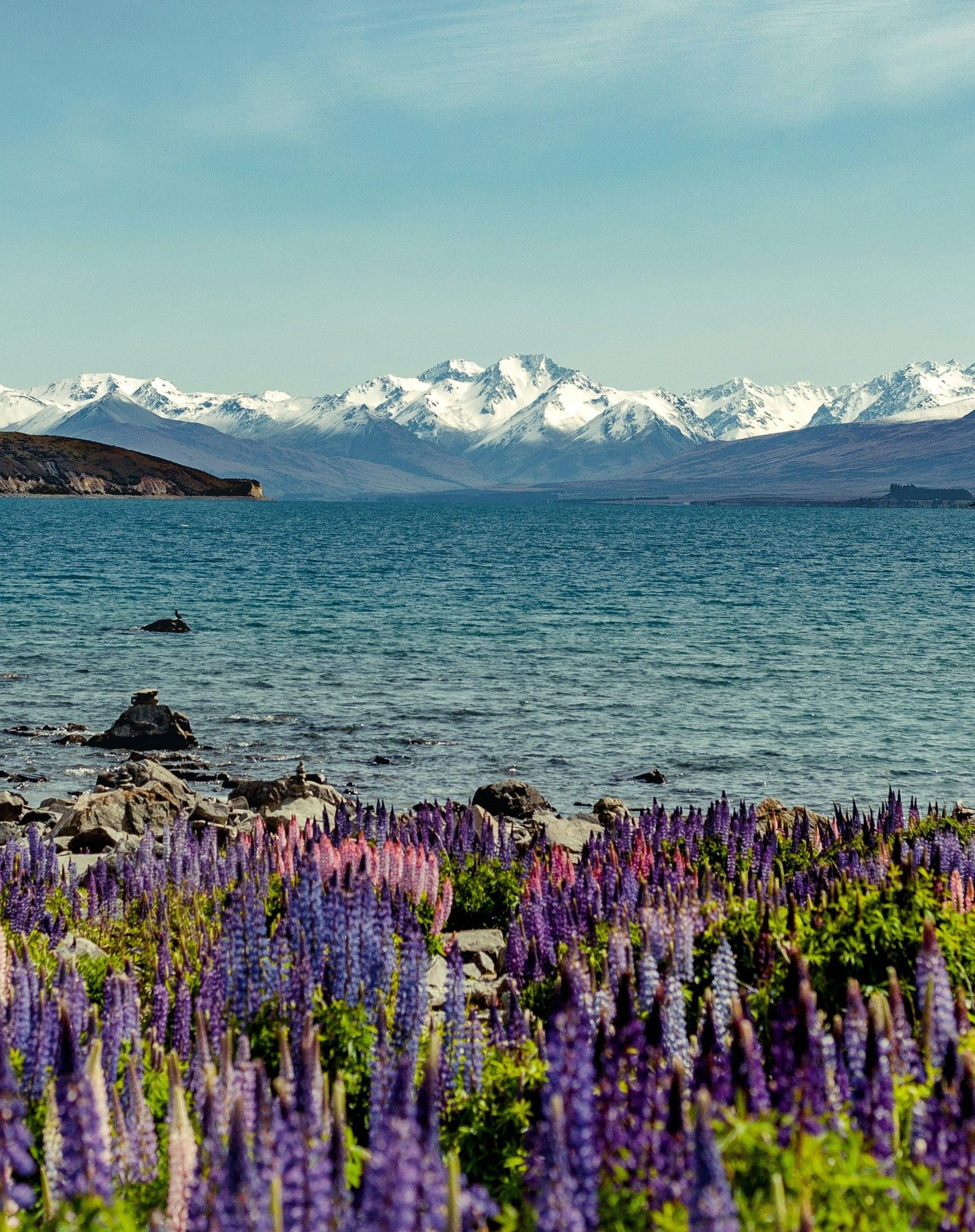 A field of purple flowers next to  Lake Tekapo with mountains in the background in New Zealand.
