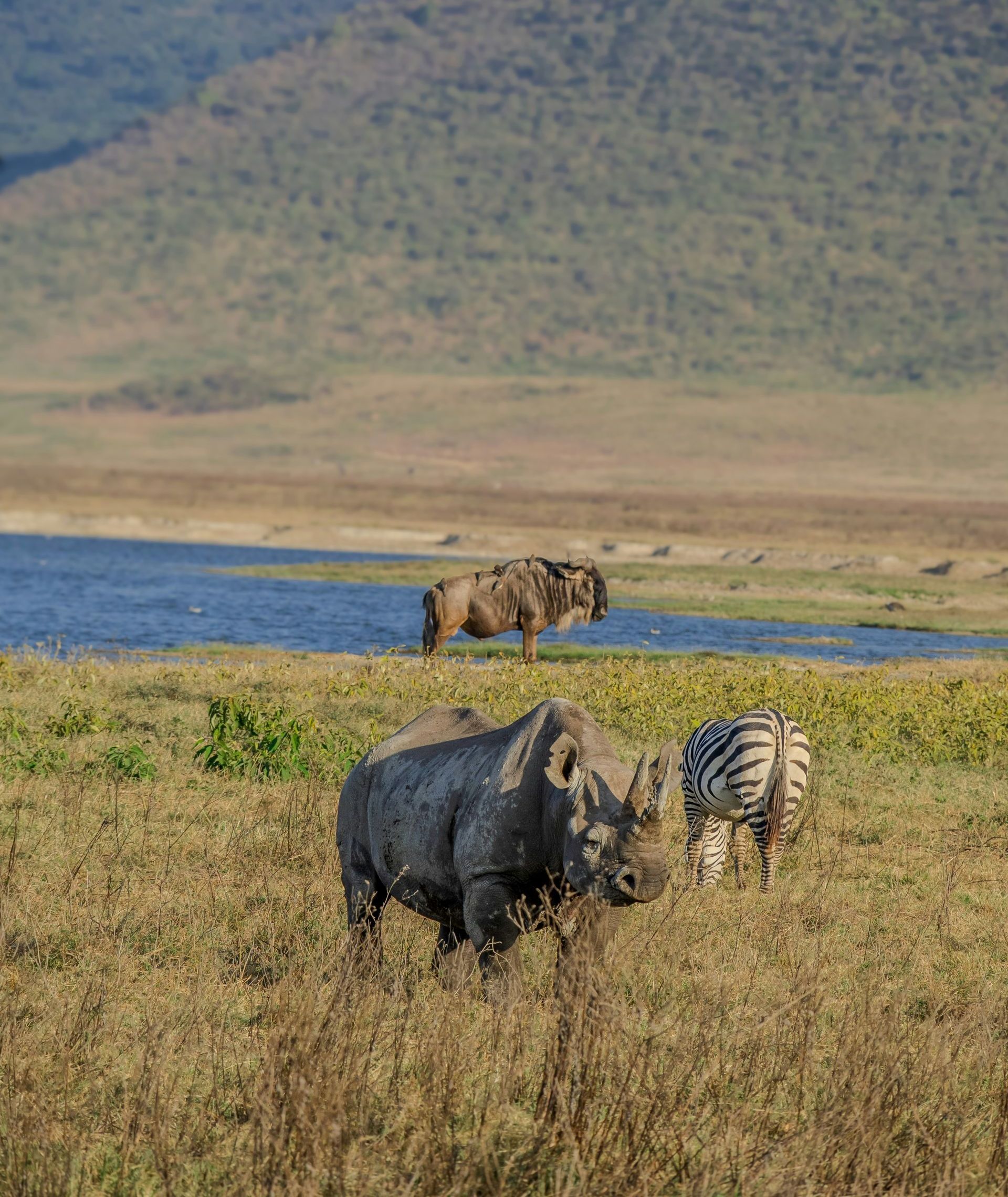 A rhino and a zebra are standing in a field next to a watering hole in the Ngorongoro Crater, Tanzania.