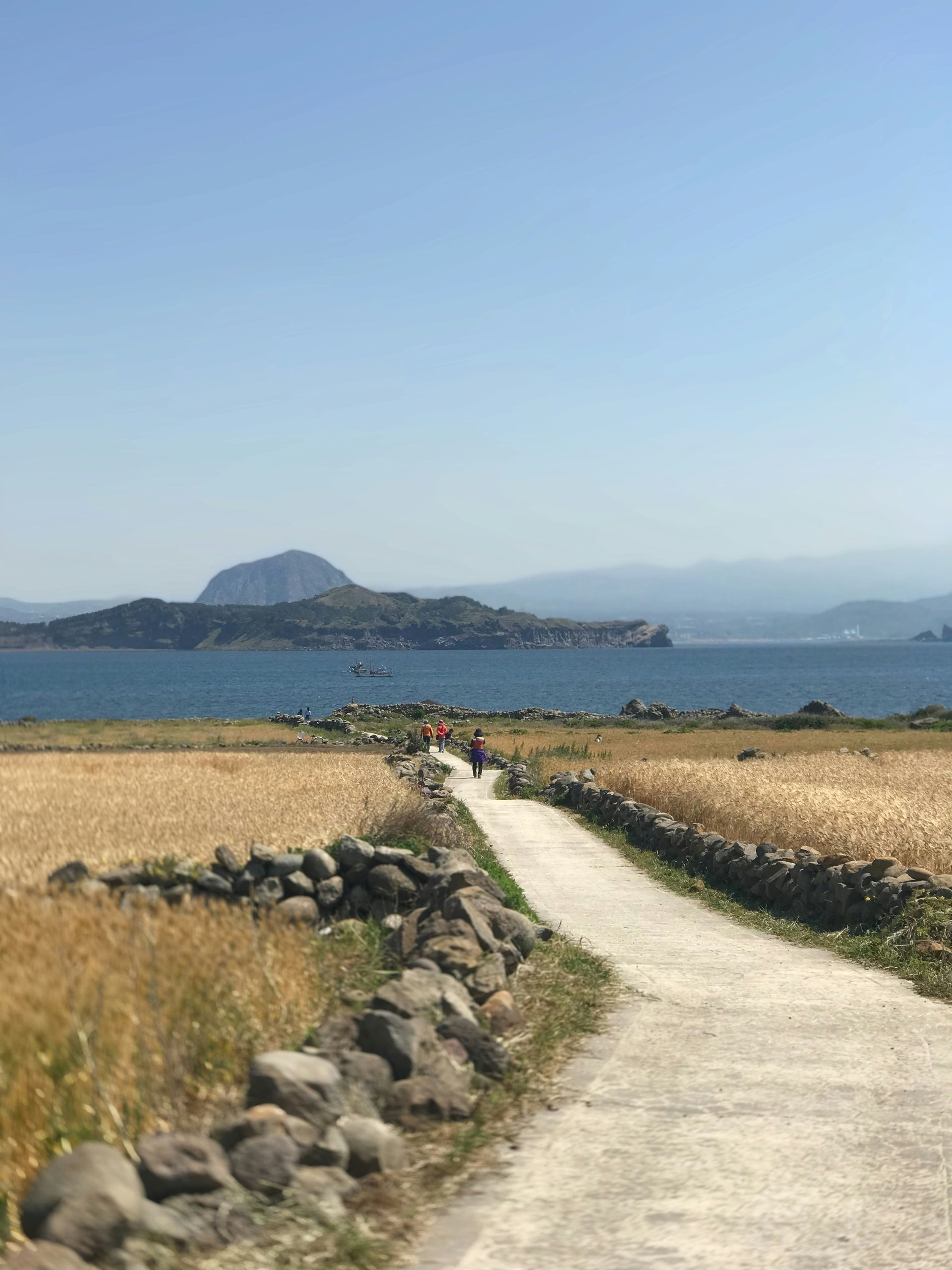 Pathway through golden fields, leading to the sea with a distant island on Jeju Island, South Korea.