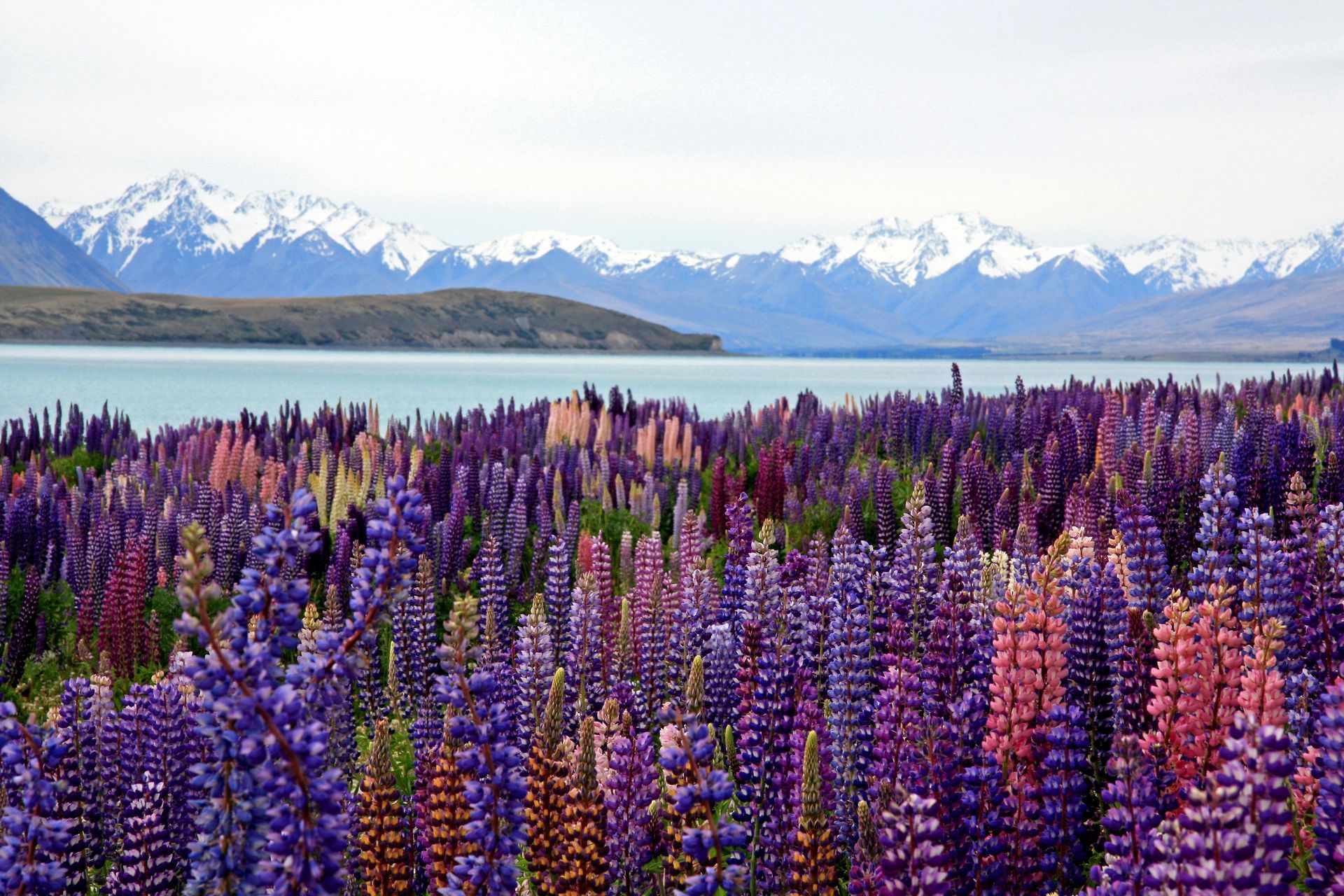 A field of purple lupin flowers on Lake Tekapo with mountains in the background in New Zealand.