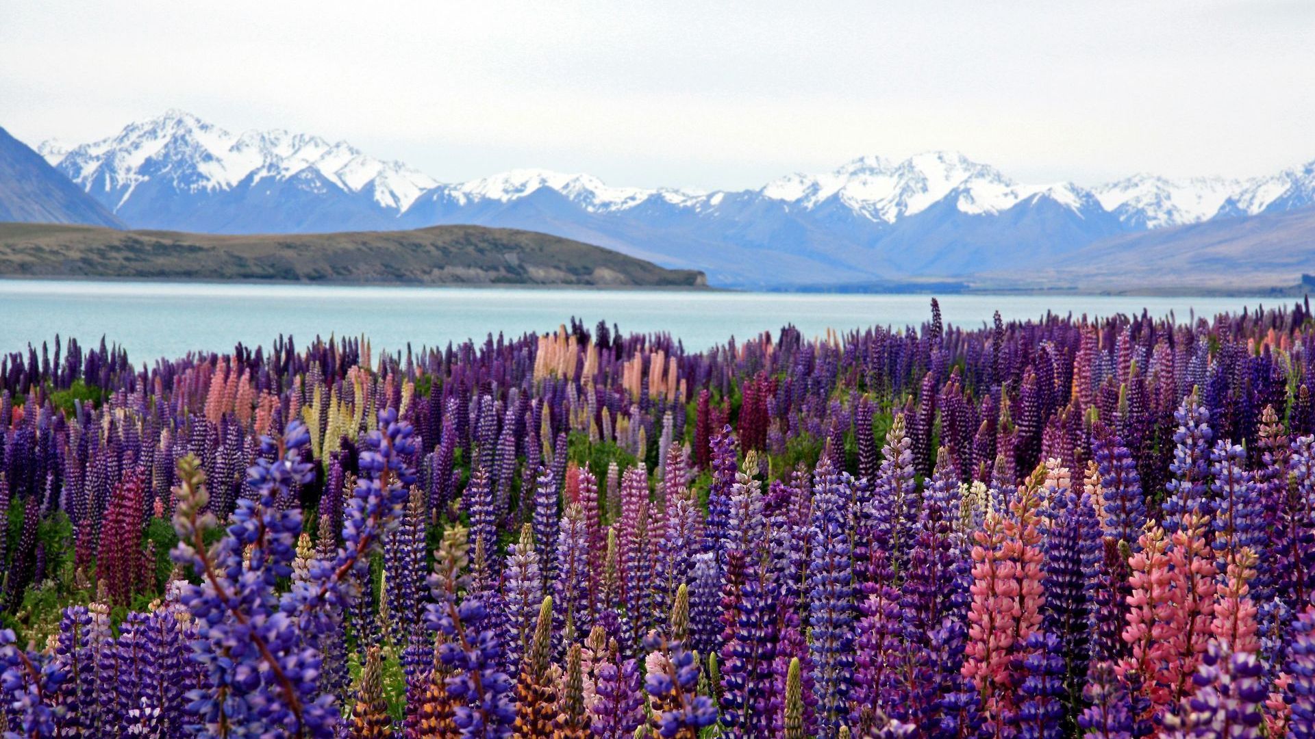 A field of purple flowers with mountains in the background in New Zealand.