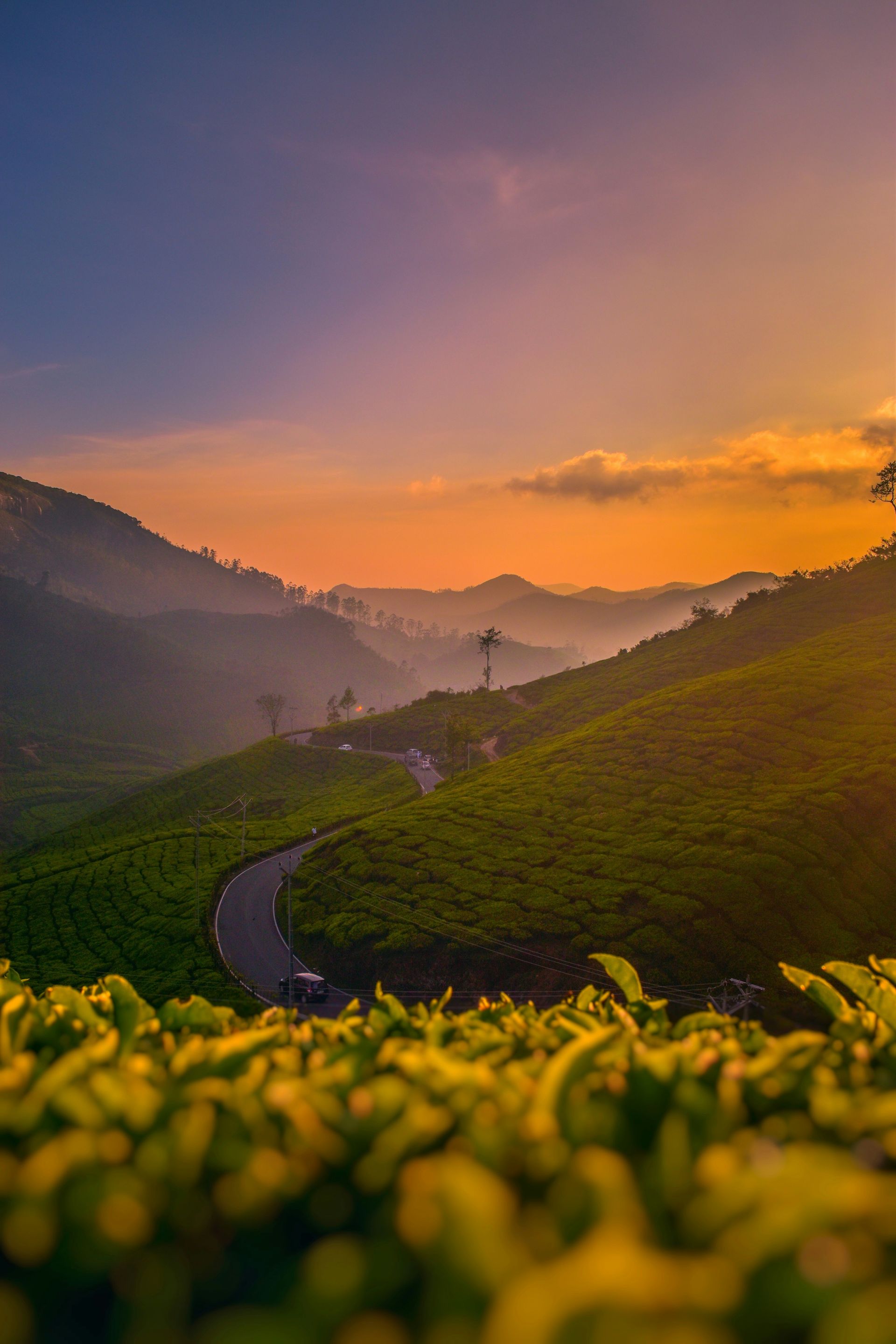 Sunset over a tea plantation, with a winding road between lush green hills in Kerala, India.