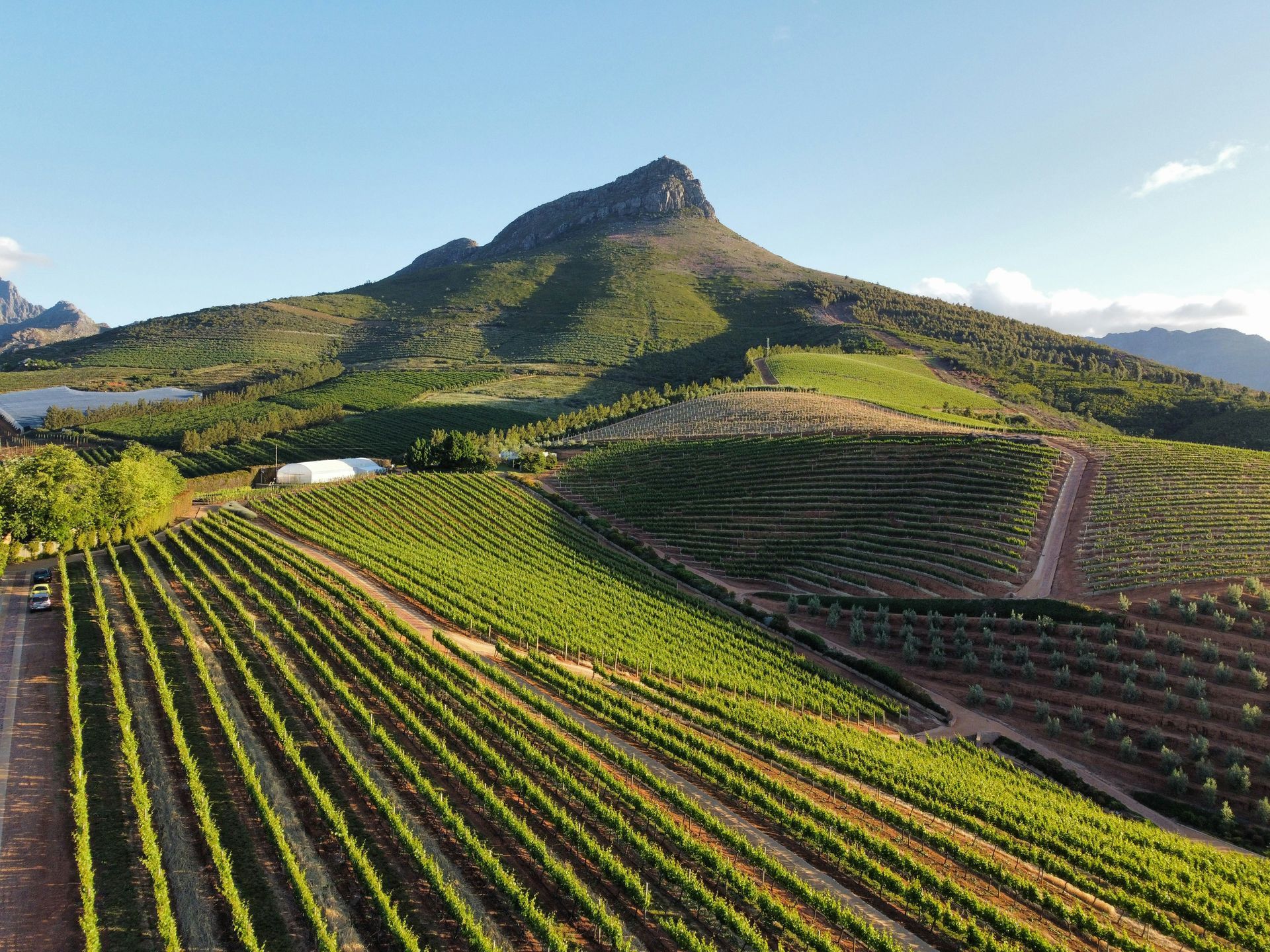 Vineyard with rows of green grape vines, and a mountain in Stellenbosch, South Africa.