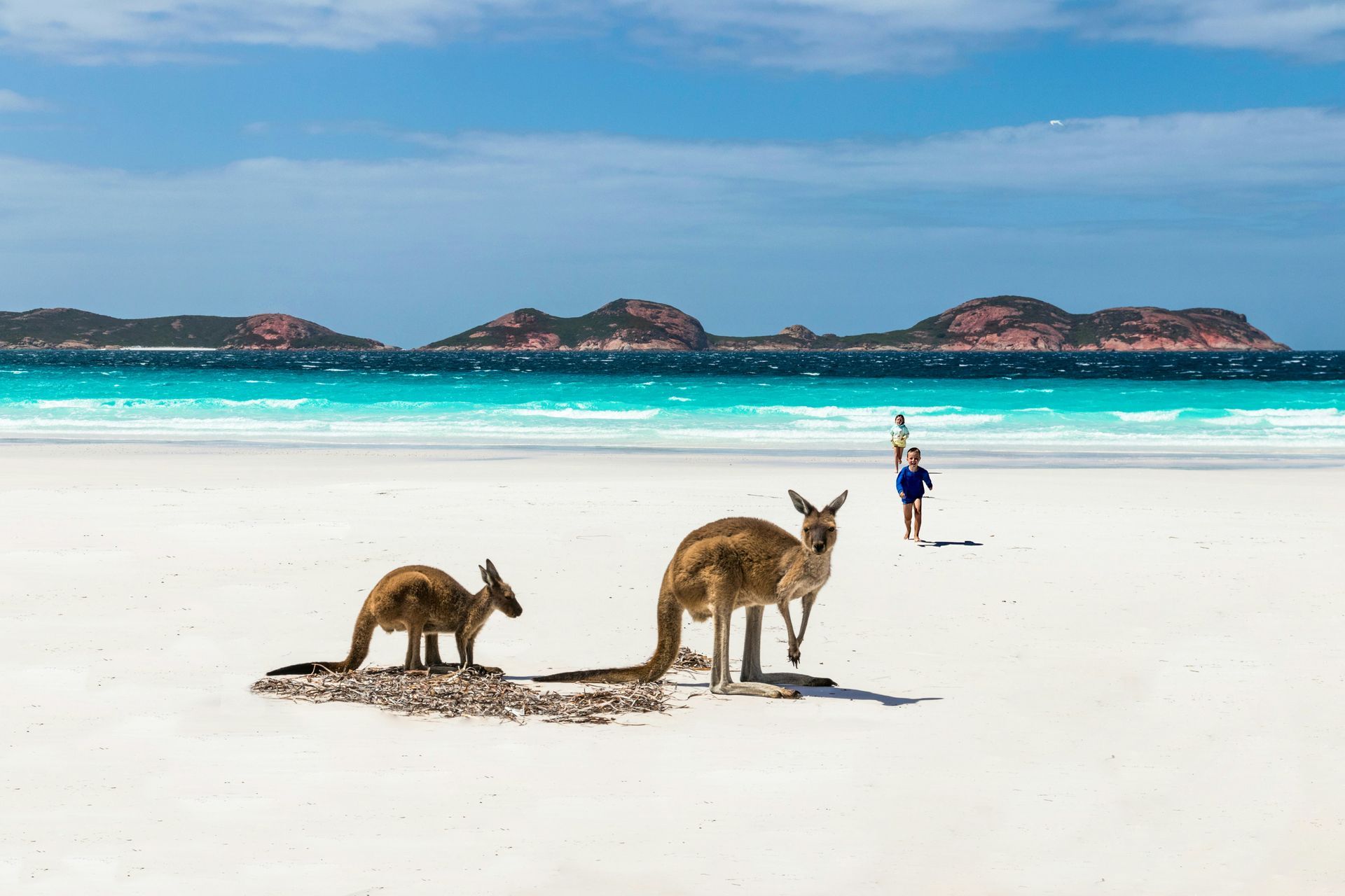 A couple of kangaroos are standing on top of a white sandy beach at Lagoon, Western Australia.