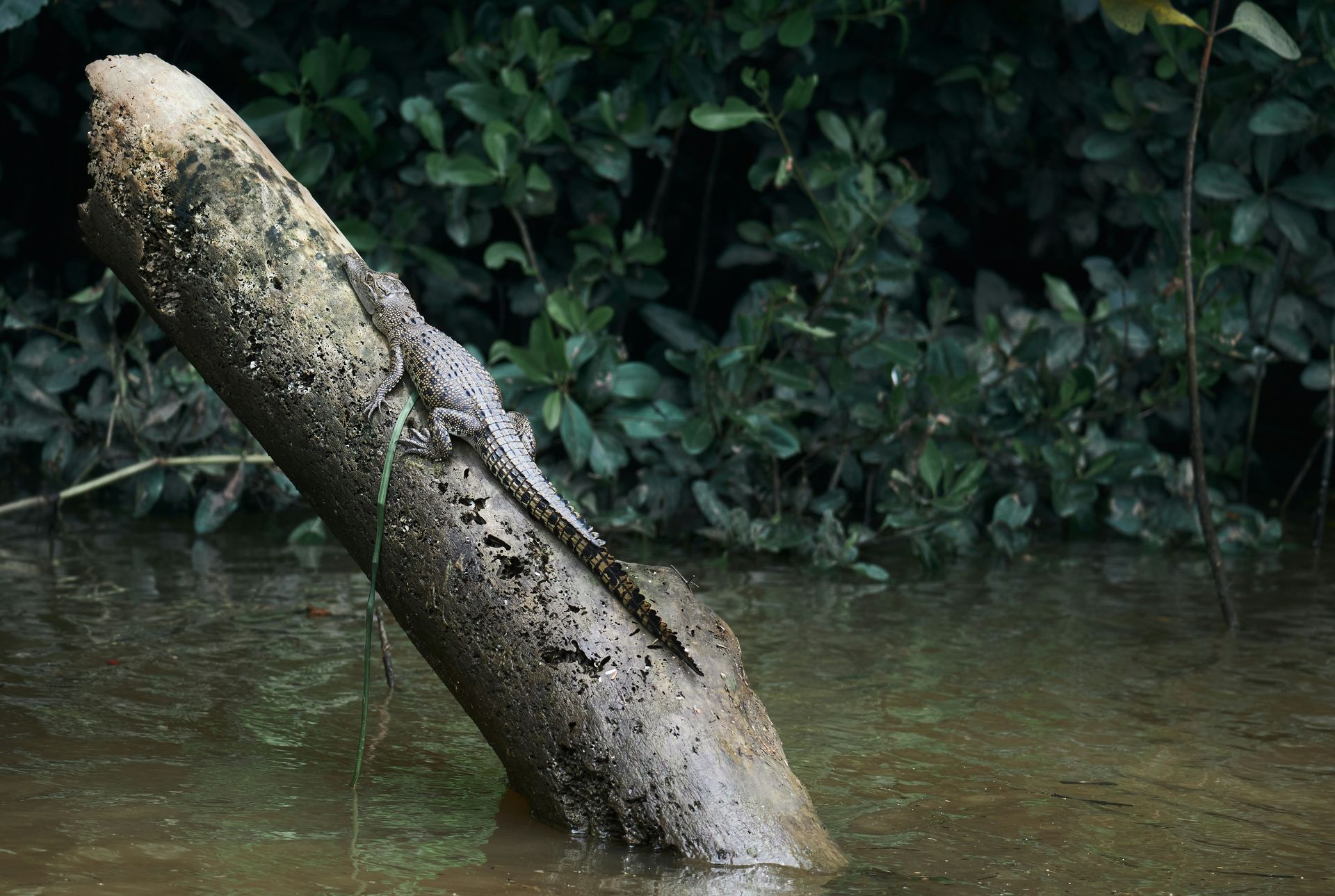 A lizard is sitting on a log in the water in the Daintree Rainforest, Australia.