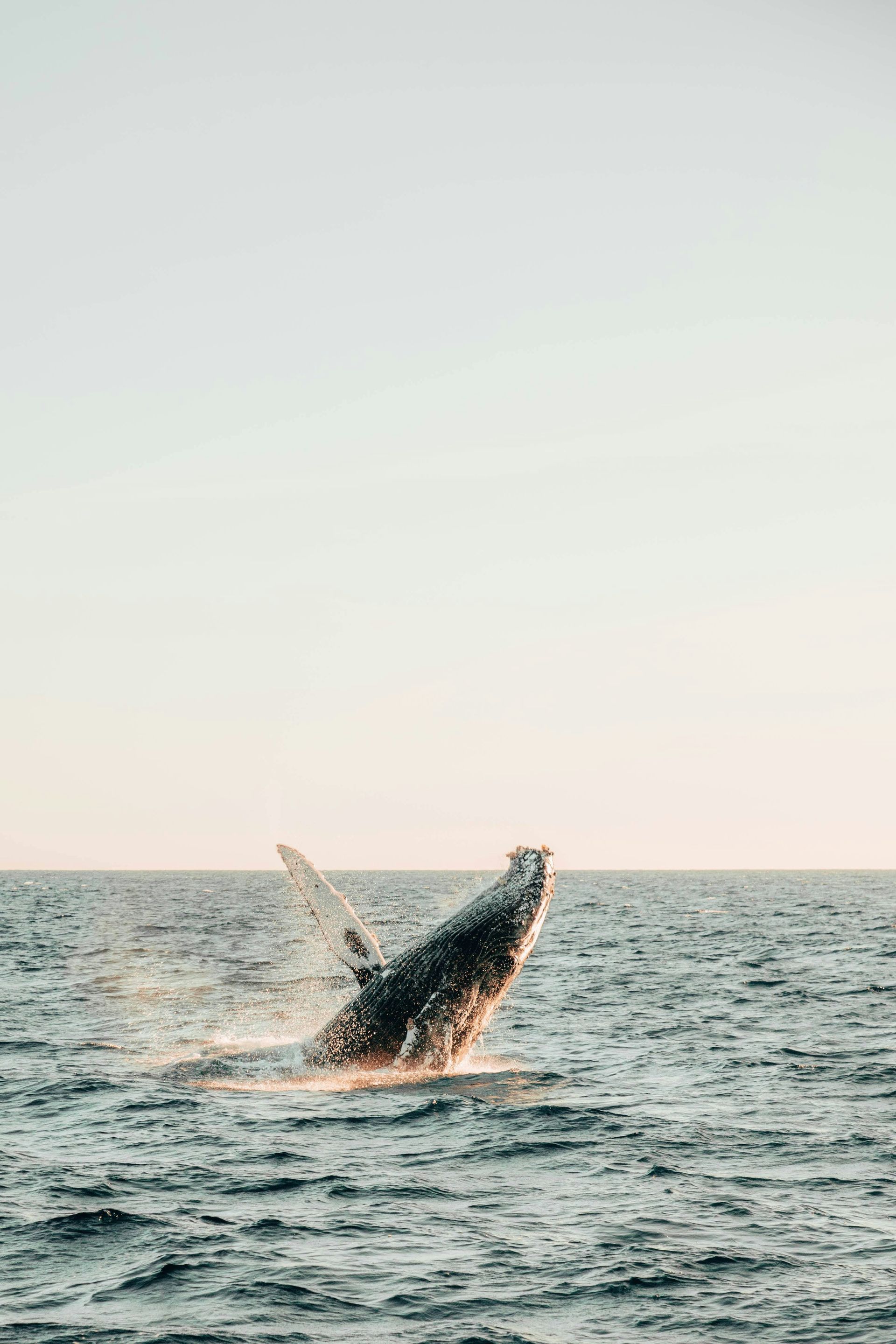Humpback whale breaches the ocean's surface, backlit by a warm, golden light in Cabo San Lucas, Mexico.