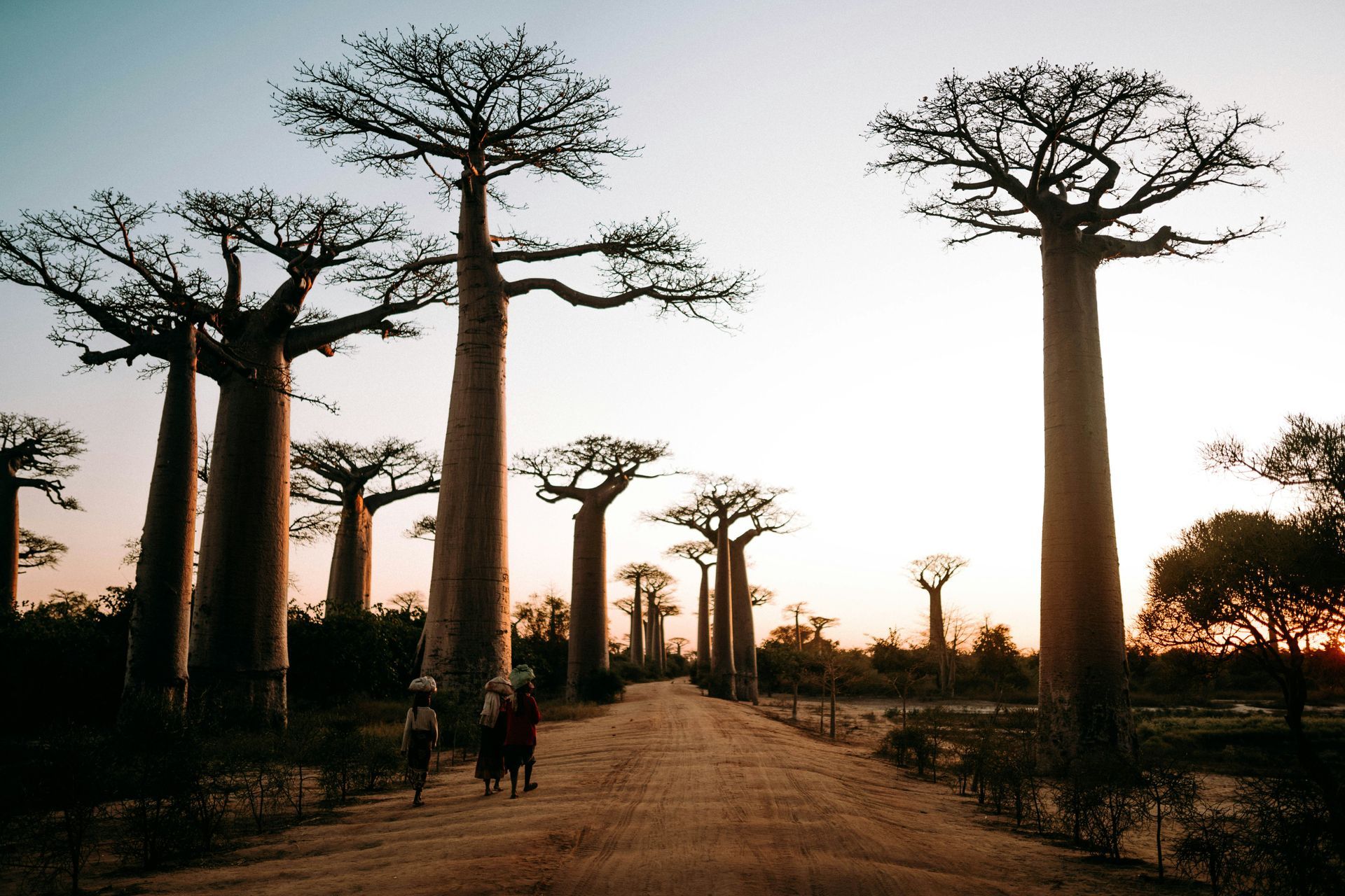 Baobab trees line a dirt road; people walk toward the setting sun in Madagascar.