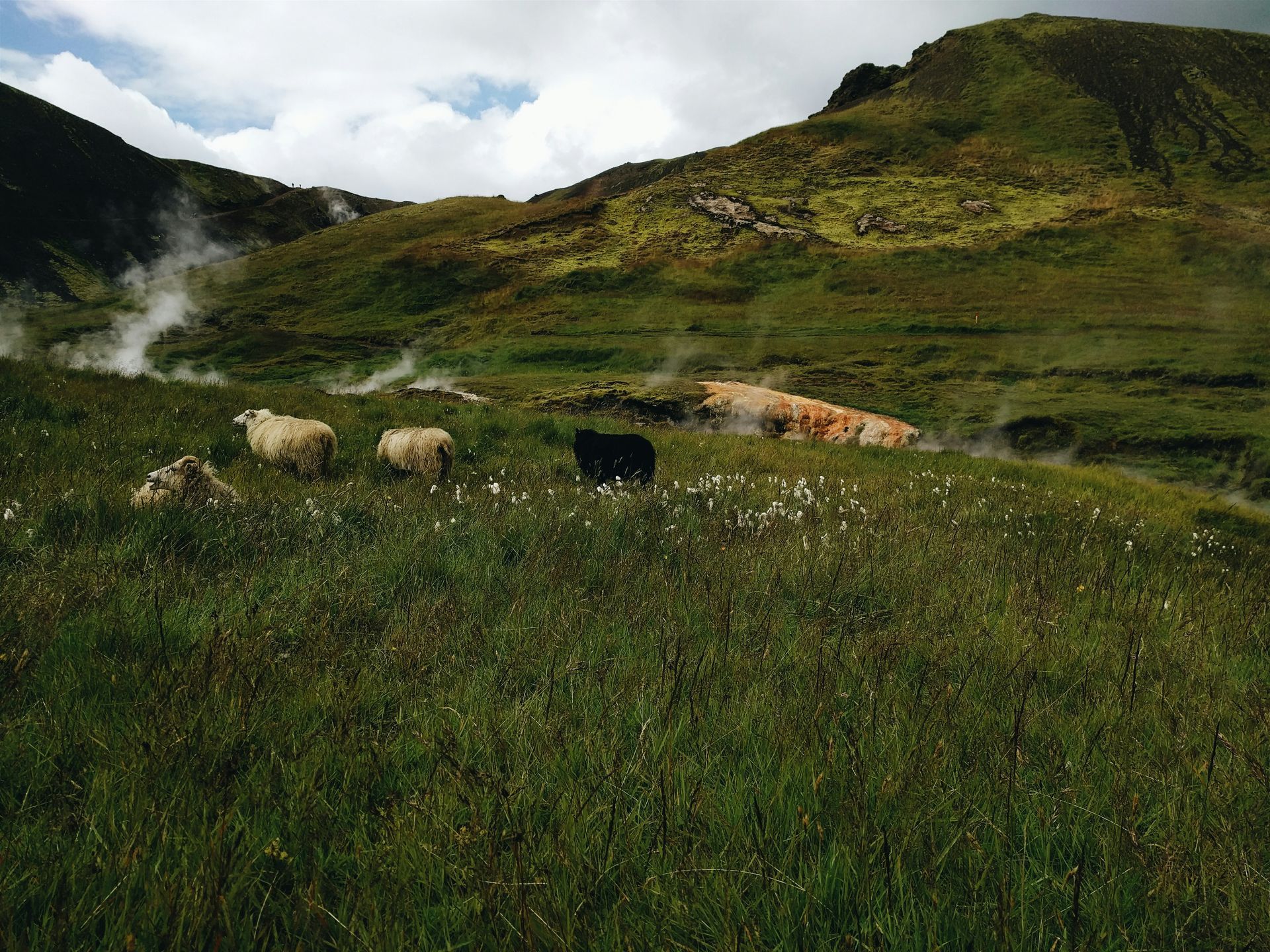 Sheep grazing in a grassy field with steam rising and a mountain in the background on the Golden Circle, Iceland.