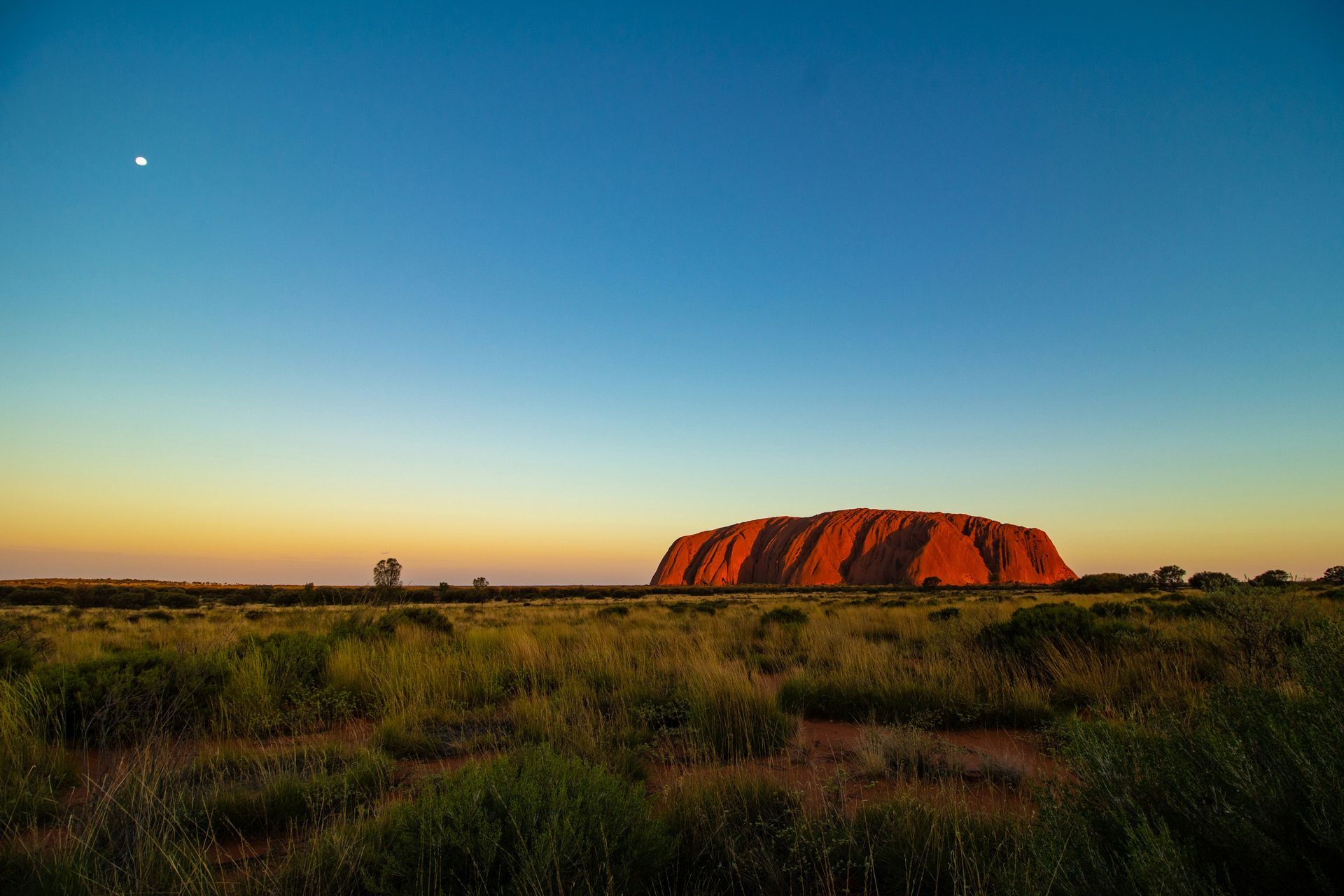 Uluru Rock formation in the middle of a grassy field at sunset in Australia.