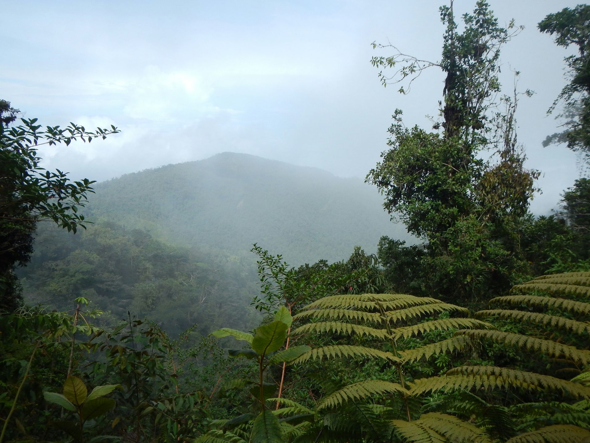 Overcast mountain scene; lush green foliage in the foreground and mist-covered peak in the distance under a cloudy sky in the Monteverde Cloud Forest, Costa Rica.