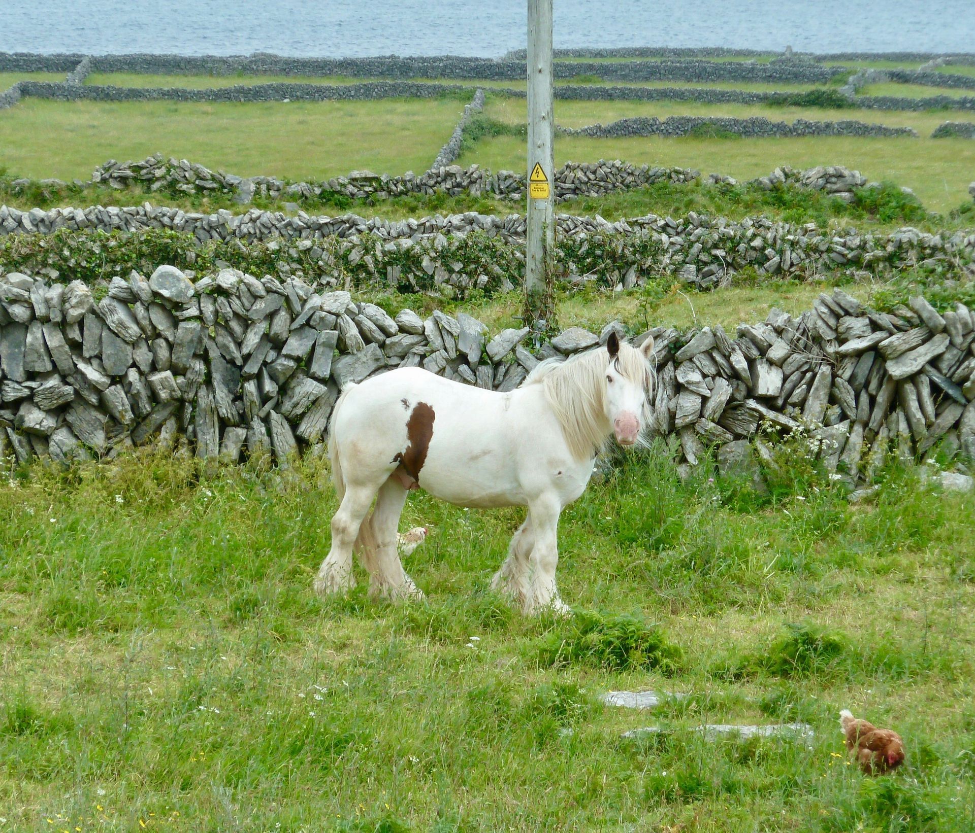 White and brown horse in a grassy field, with stone walls in the background; near the sea on the Aran Islands, Ireland.