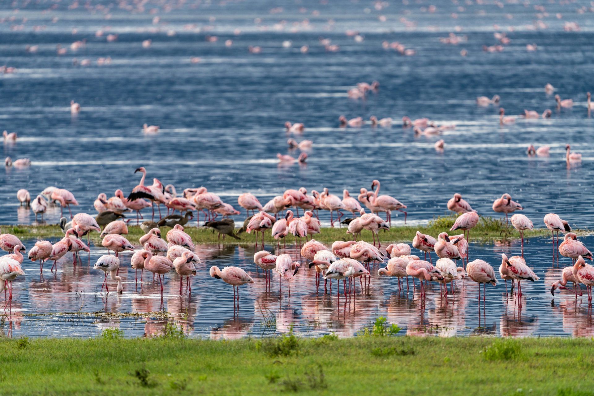 A large flock of flamingos are standing in Lake Manyara, Tanzania.