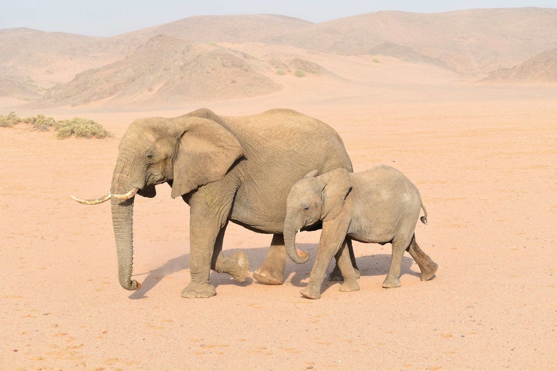 Elephant and calf walking across a sandy desert landscape; tan and brown in Damaraland, Namibia.