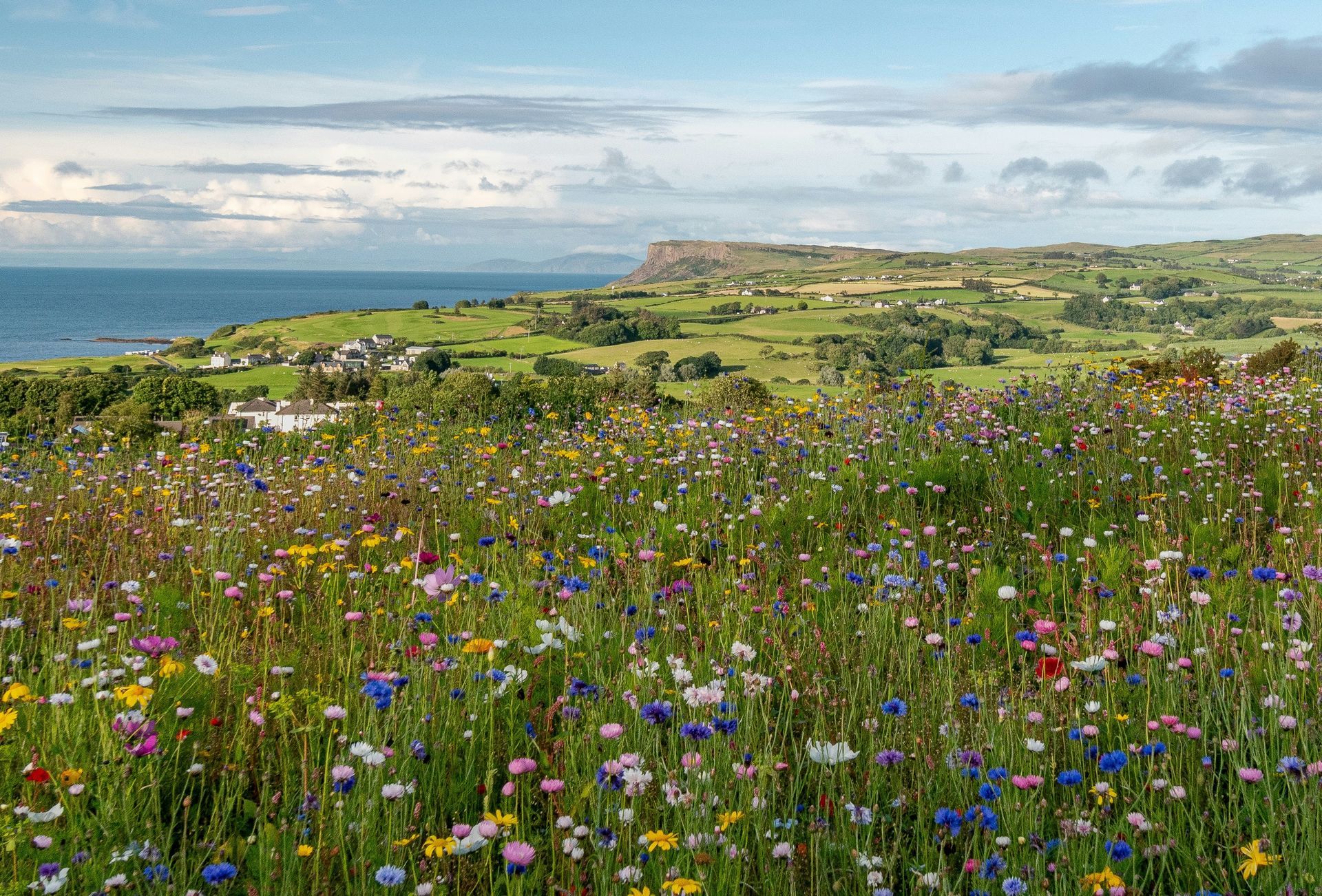 Vibrant wildflower meadow with ocean backdrop, green hills under cloudy sky in Fair Head, Northern Ireland.