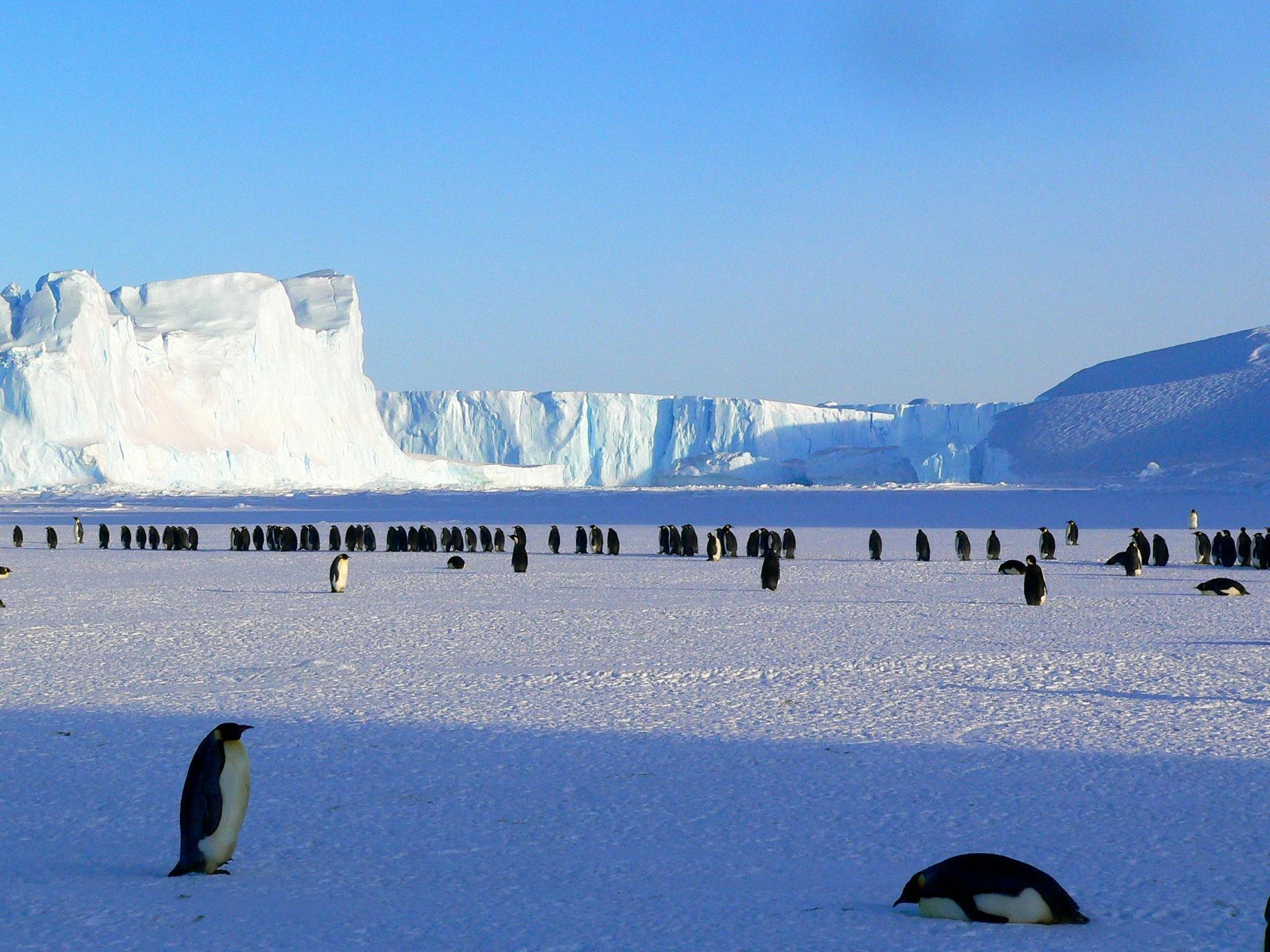 A group of penguins standing in the snow with icebergs in the background  in Antarctica.