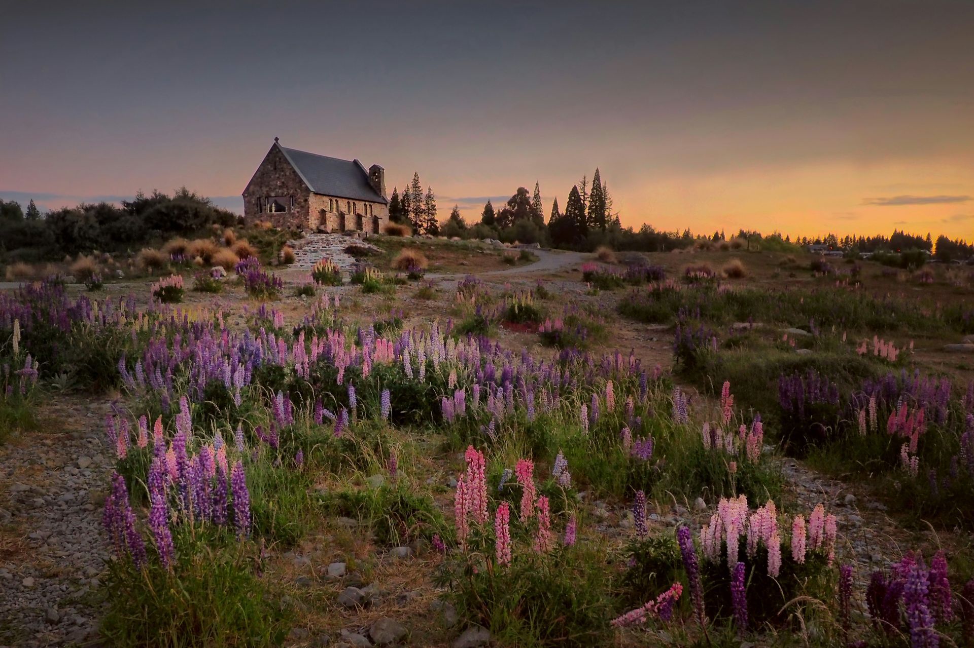 There is a house in the middle of a field of pink and purple lupin flowers on Lake Tekapo, New Zealand.