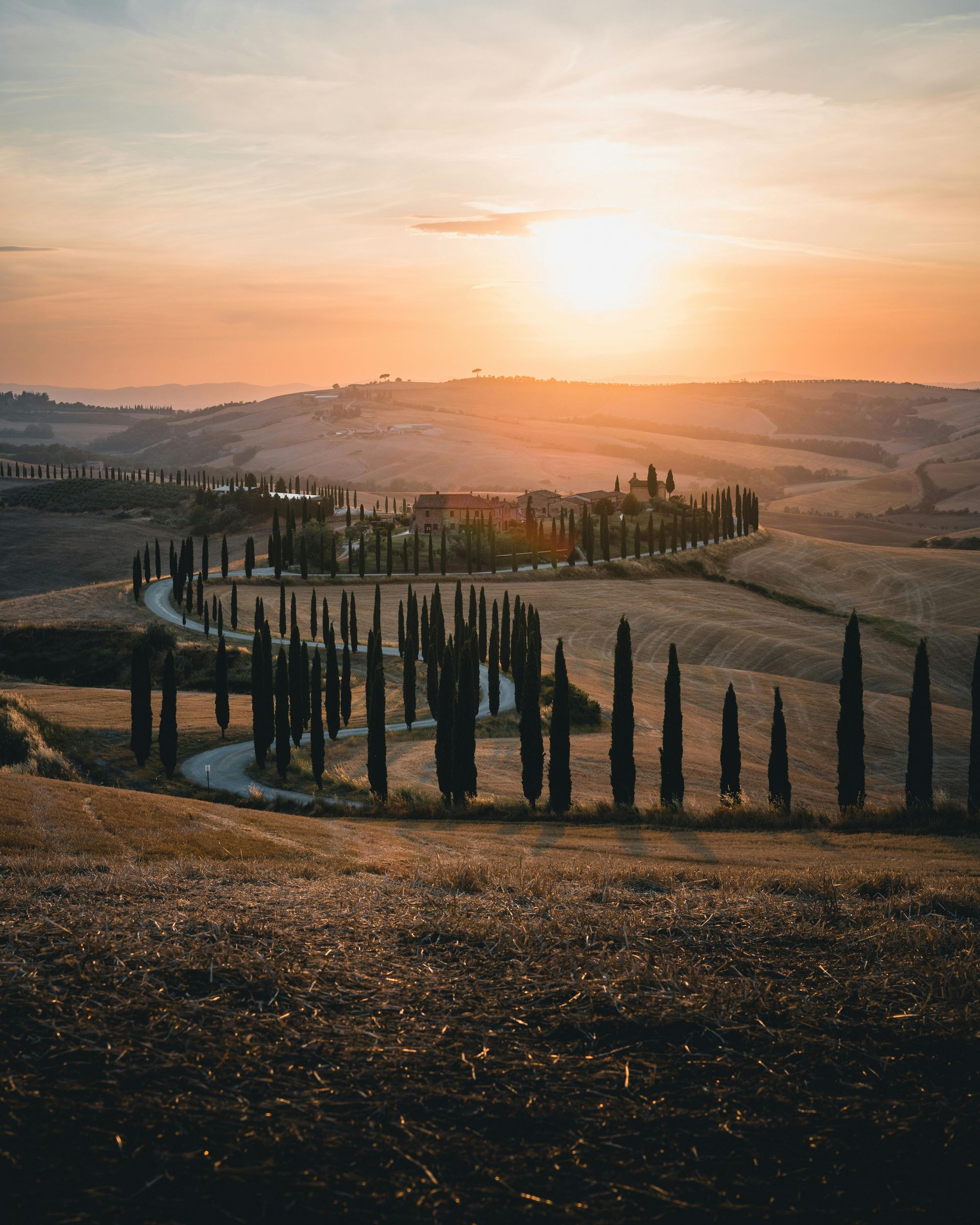 A row of trees along a road in a field at sunset in Tuscany, Italy.