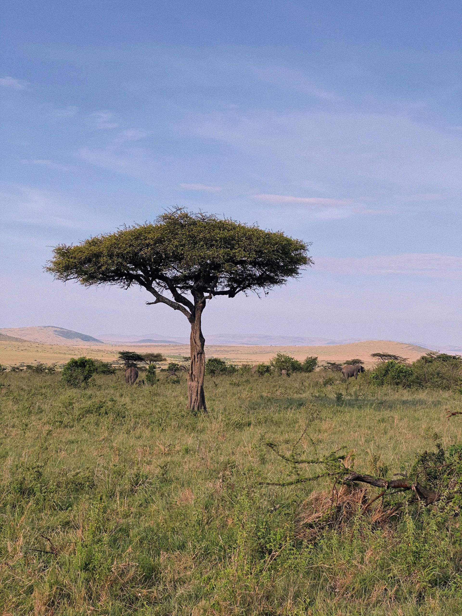 A tree in the middle of a grassy field in Kenya Africa in Kenya Africa.