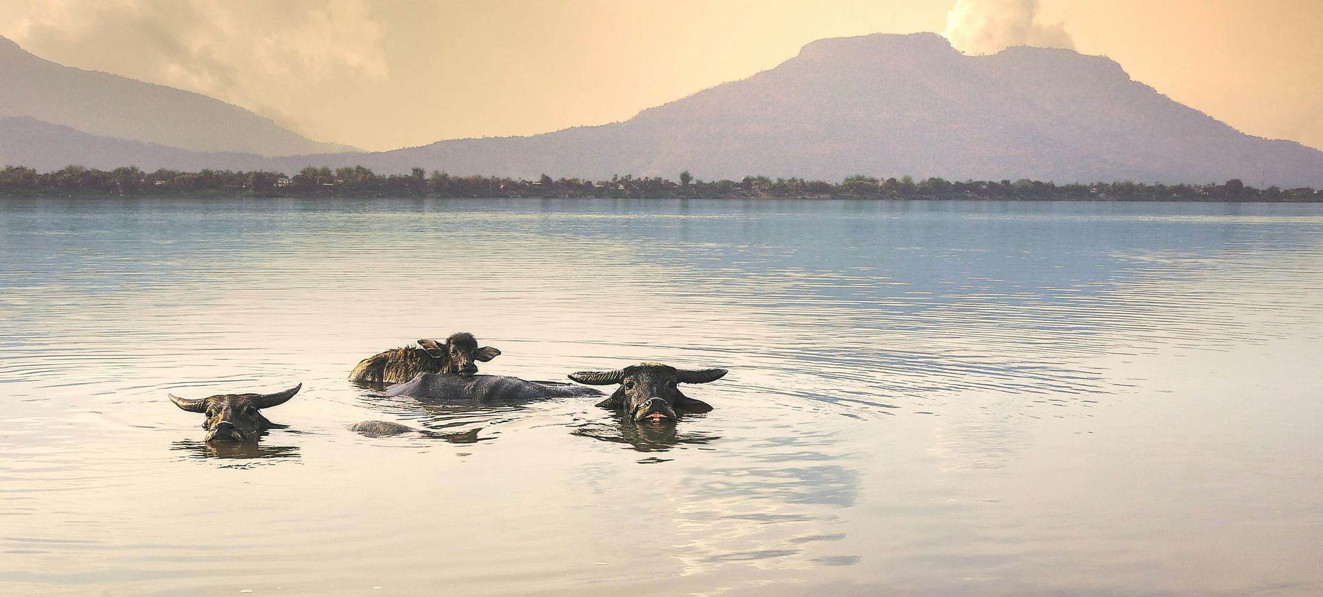 Two ox are swimming in a lake with mountains in the background in Laos.