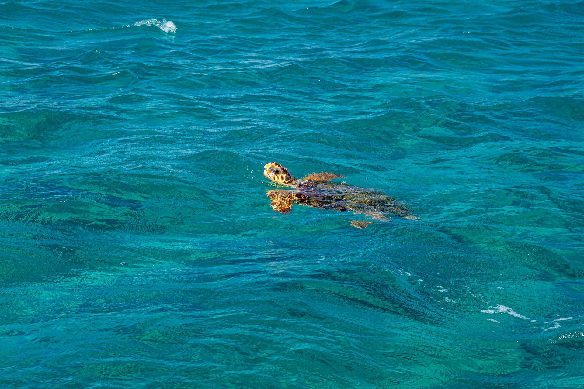 A sea turtle is swimming in the ocean in Zakynthos, Greece.