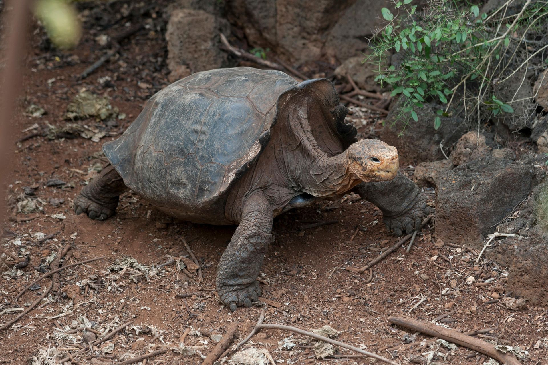 A turtle is walking on the ground in the dirt in the Galapagos.