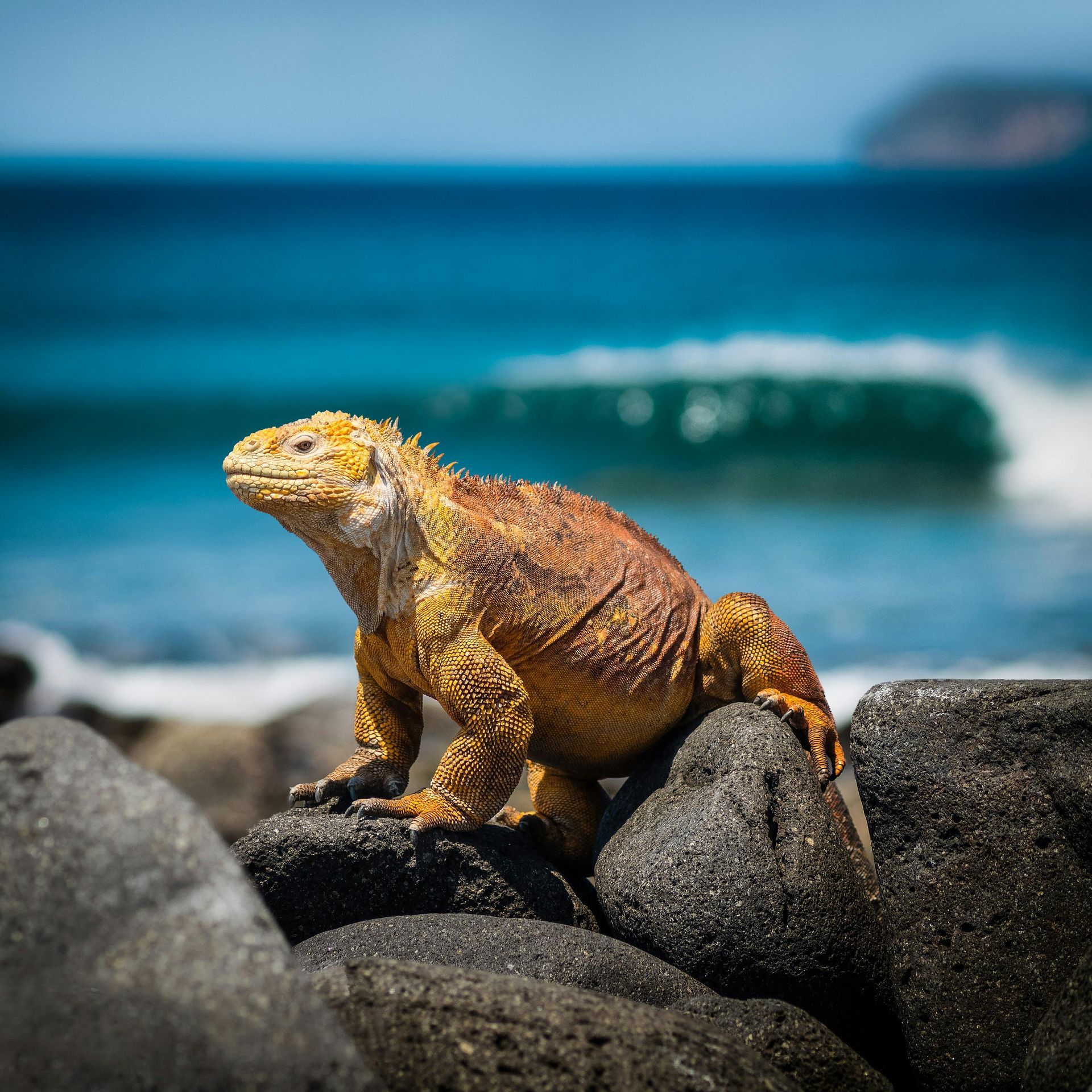 A lizard is sitting on a rock near the ocean in the Galapagos.