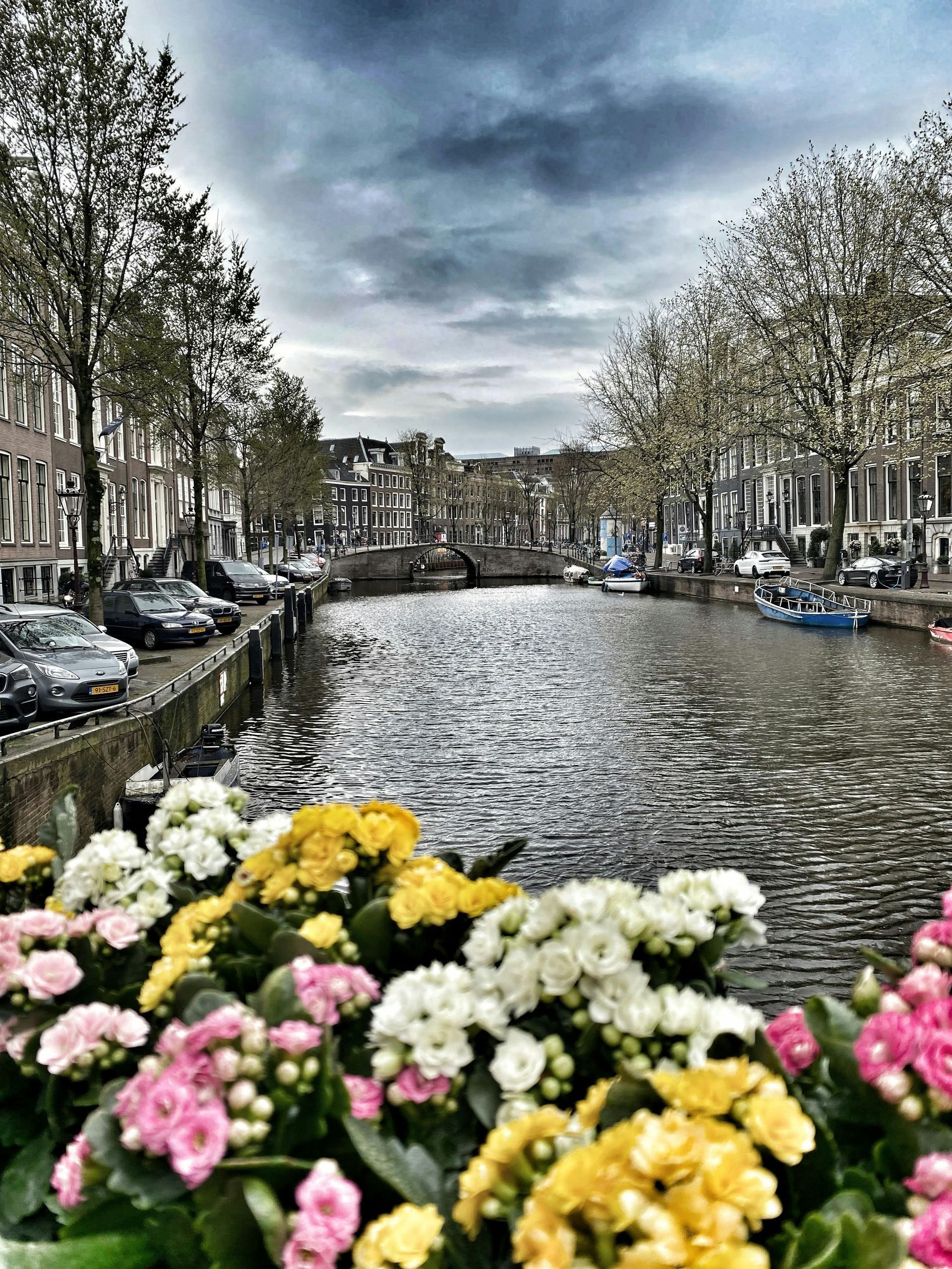 The Rhine River with flowers in the foreground and buildings in the background