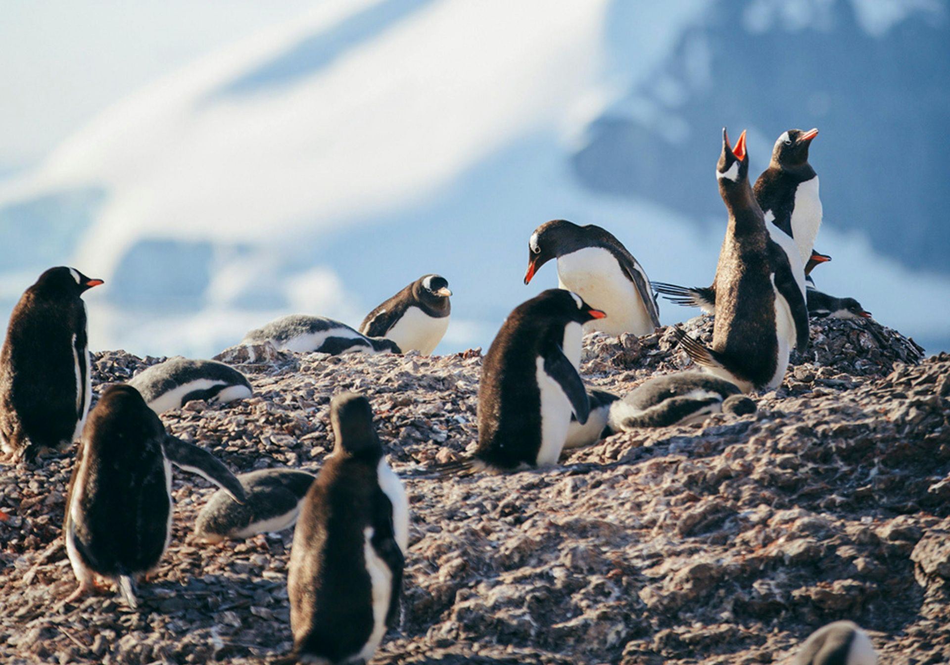 A group of penguins are sitting on top of a rocky hill in Antarctica.