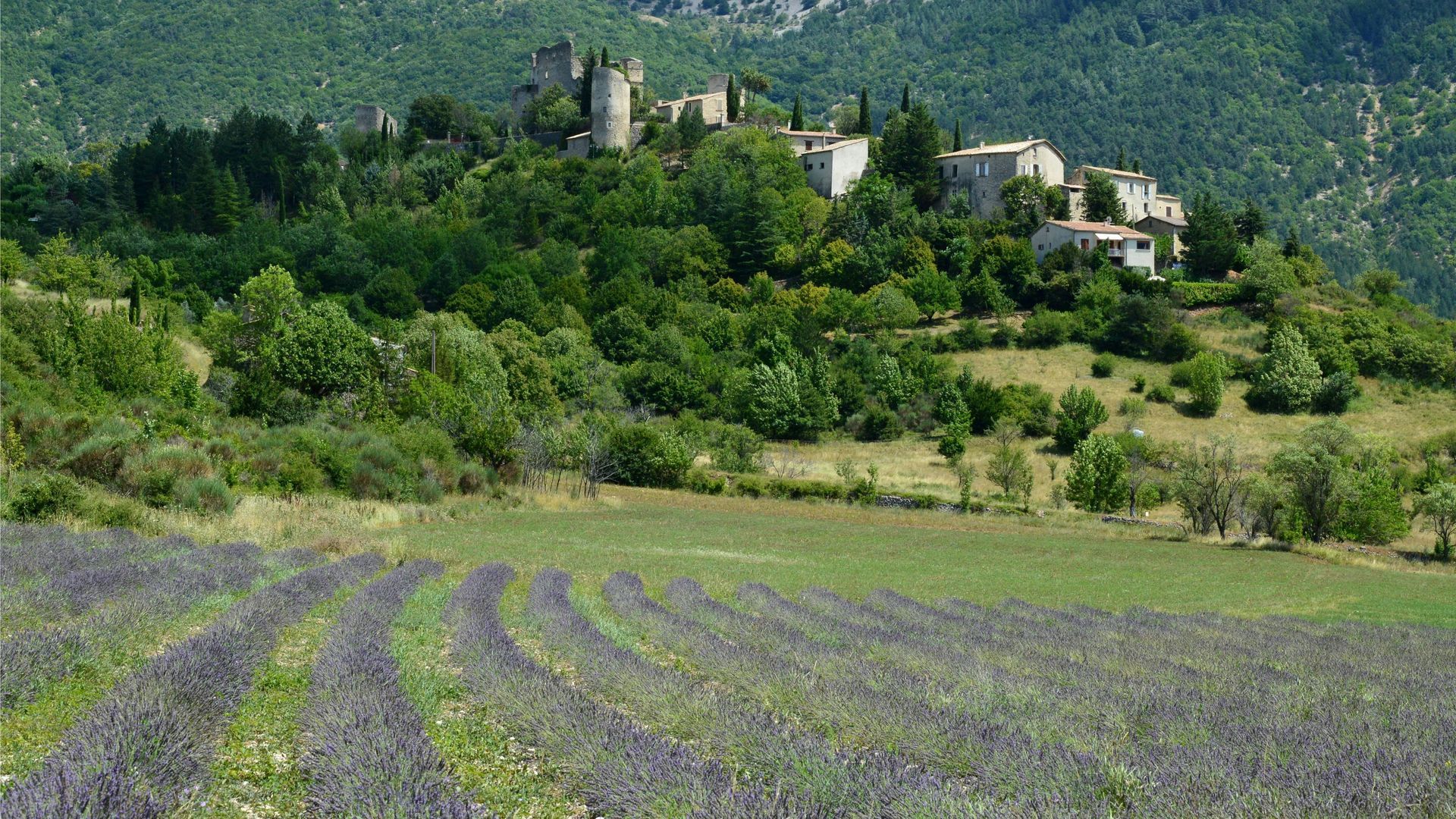 A field of lavender flowers with a castle in the background in Aix-en-Provence.