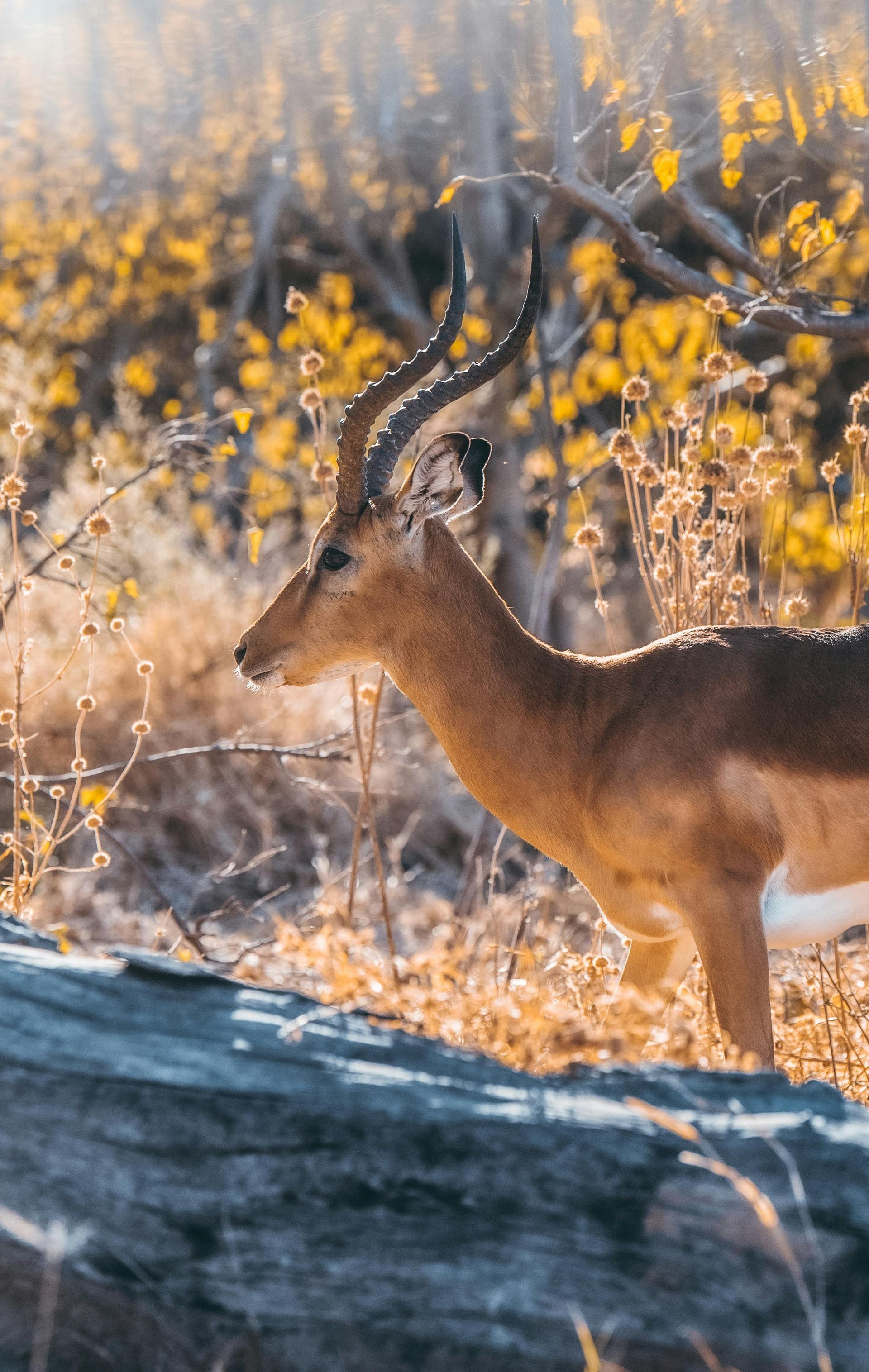 A deer with long horns is standing next to a log in the woods in Botswana, Africa.