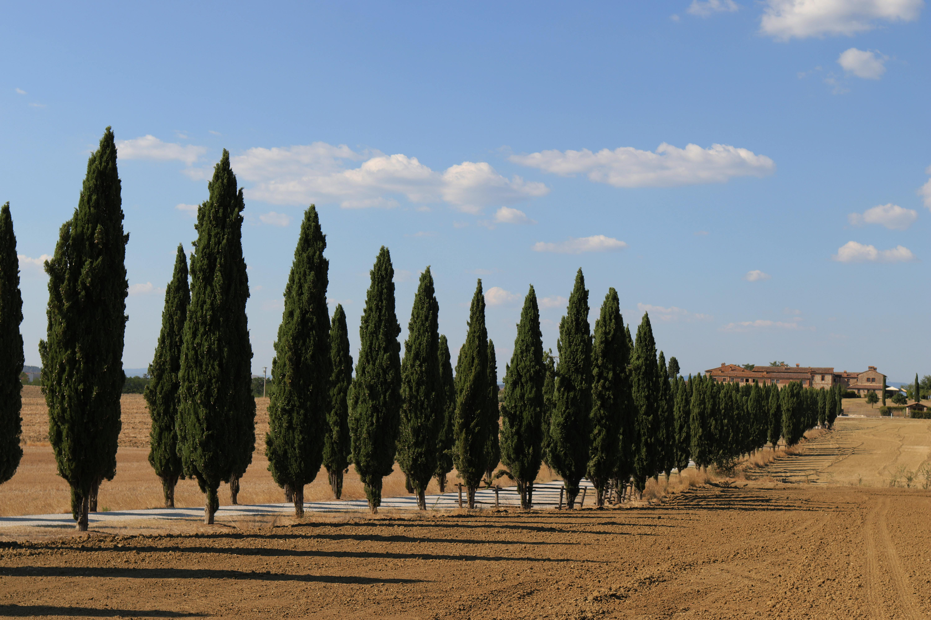 A row of trees in a field with a house in the background in Tuscany, Italy.