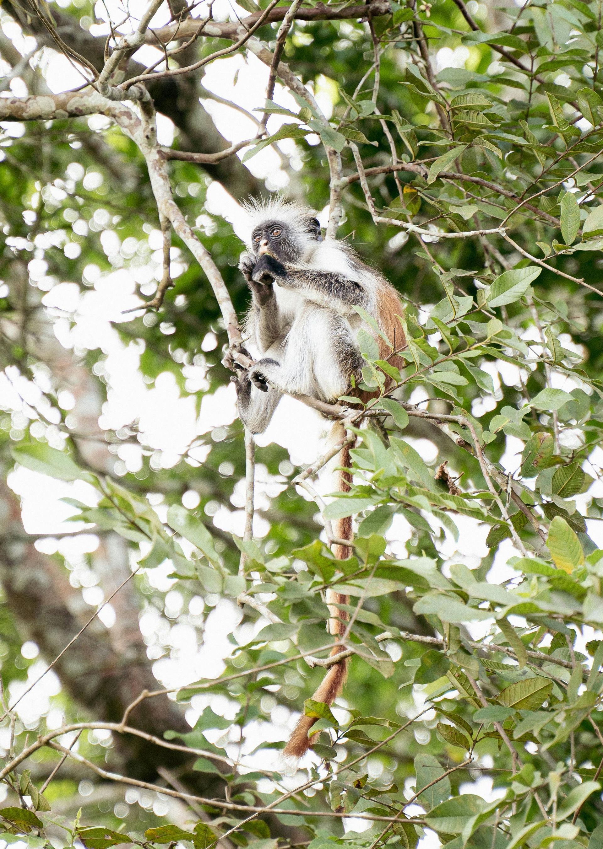 A small monkey is sitting on a tree branch eating leaves in Tanzania, Africa.