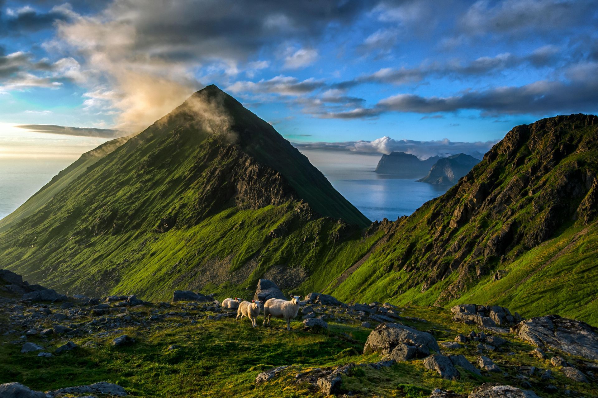 A herd of sheep standing on top of a lush green mountain on the Cook Islands.