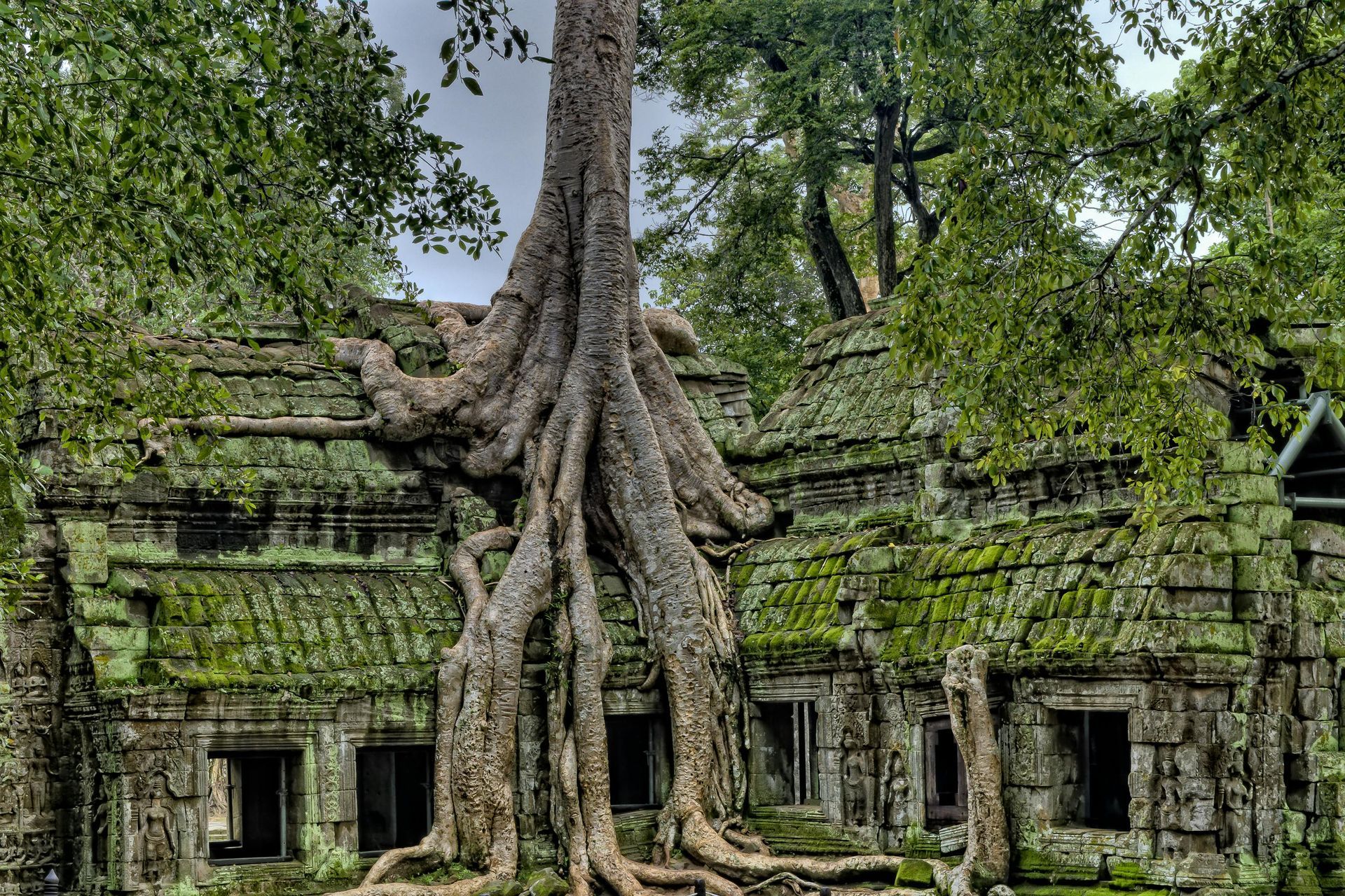 A large tree is growing on top of Ta Prohm in Cambodia.