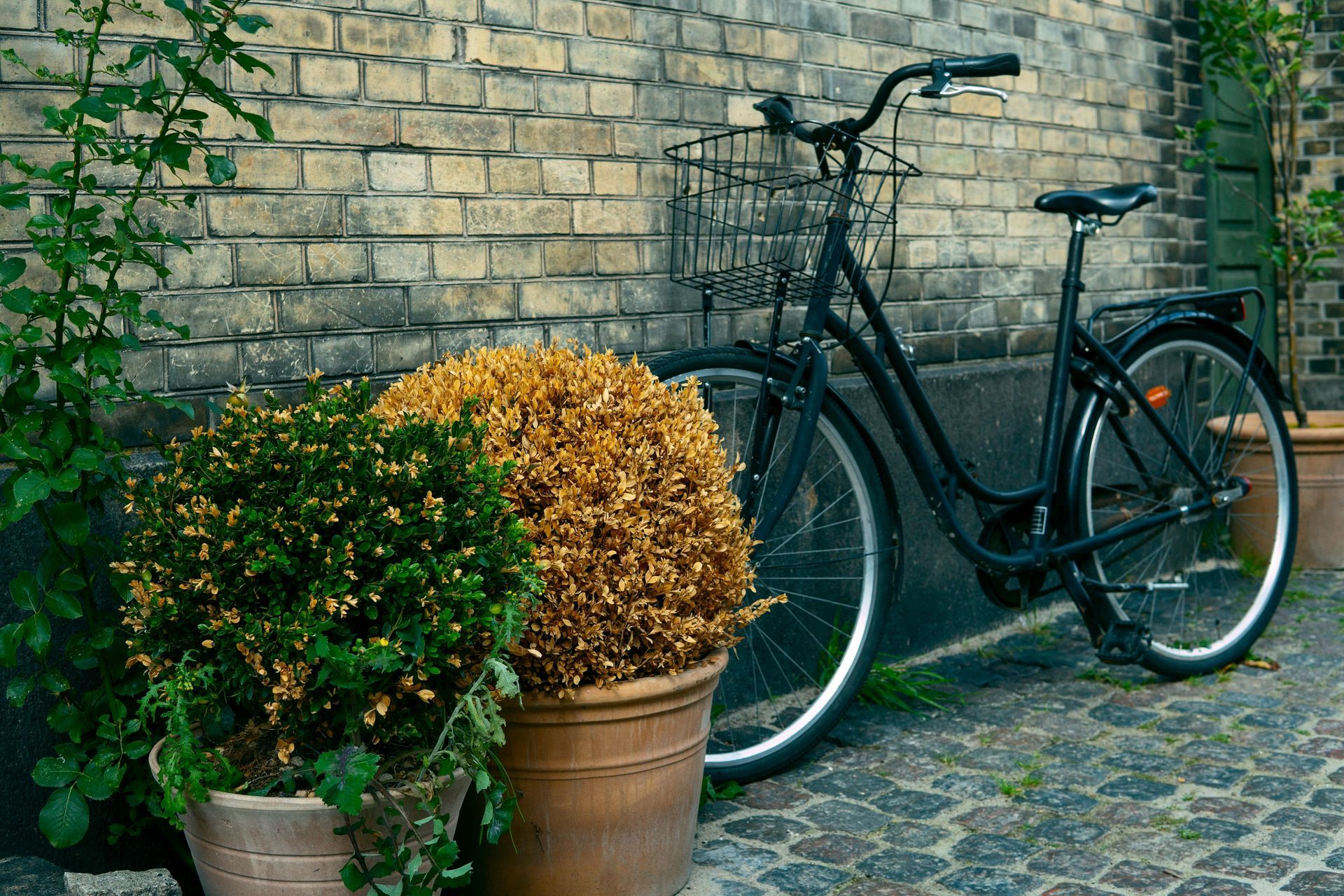 A bicycle is parked in front of a brick wall next to potted plants in Denmark.