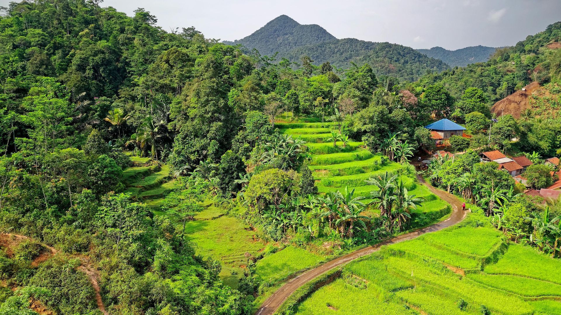 An aerial view of Tegallalang rice fields in Bali, Indonesia.