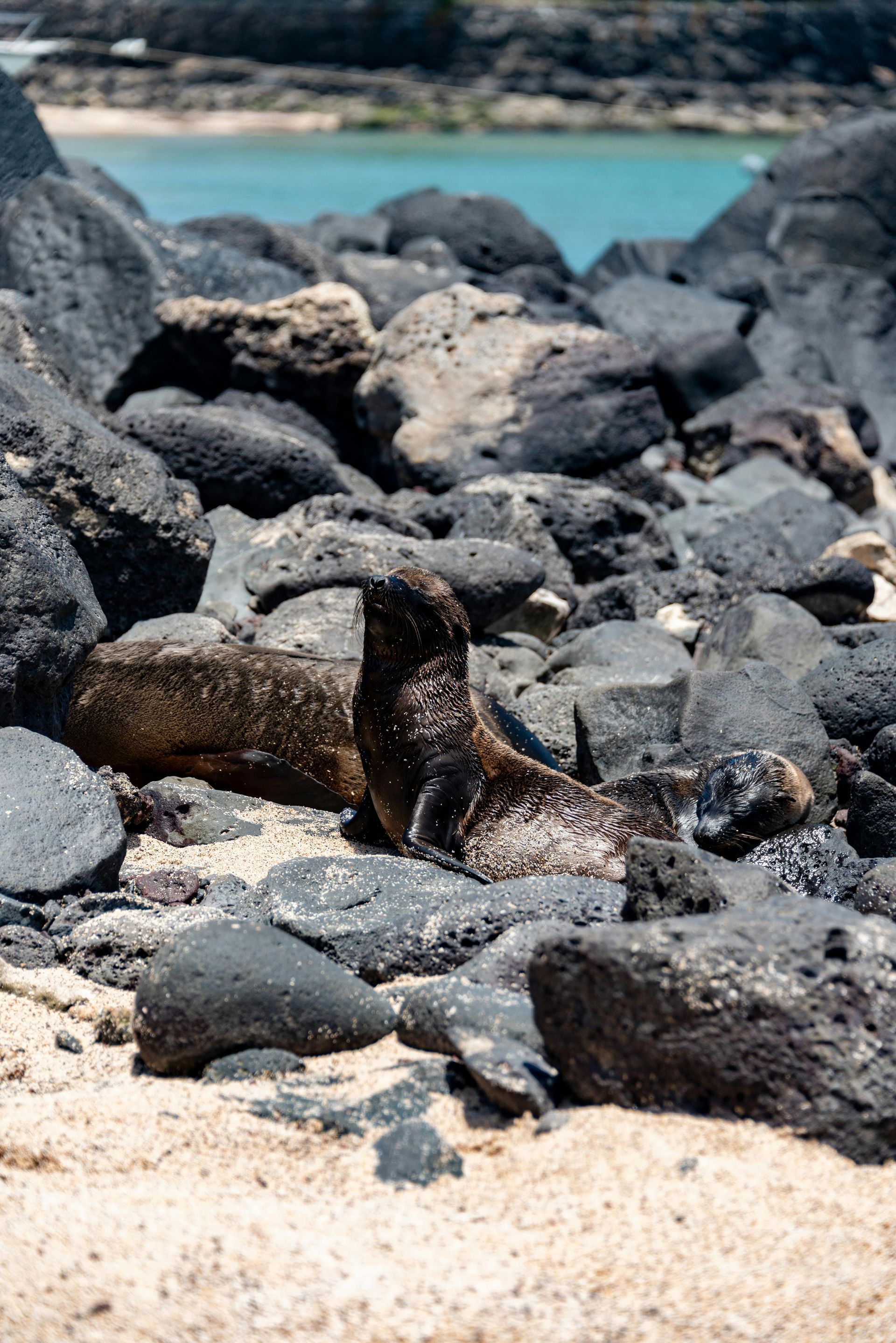 Two seals are laying on a rocky beach near the water in the Galapagos.