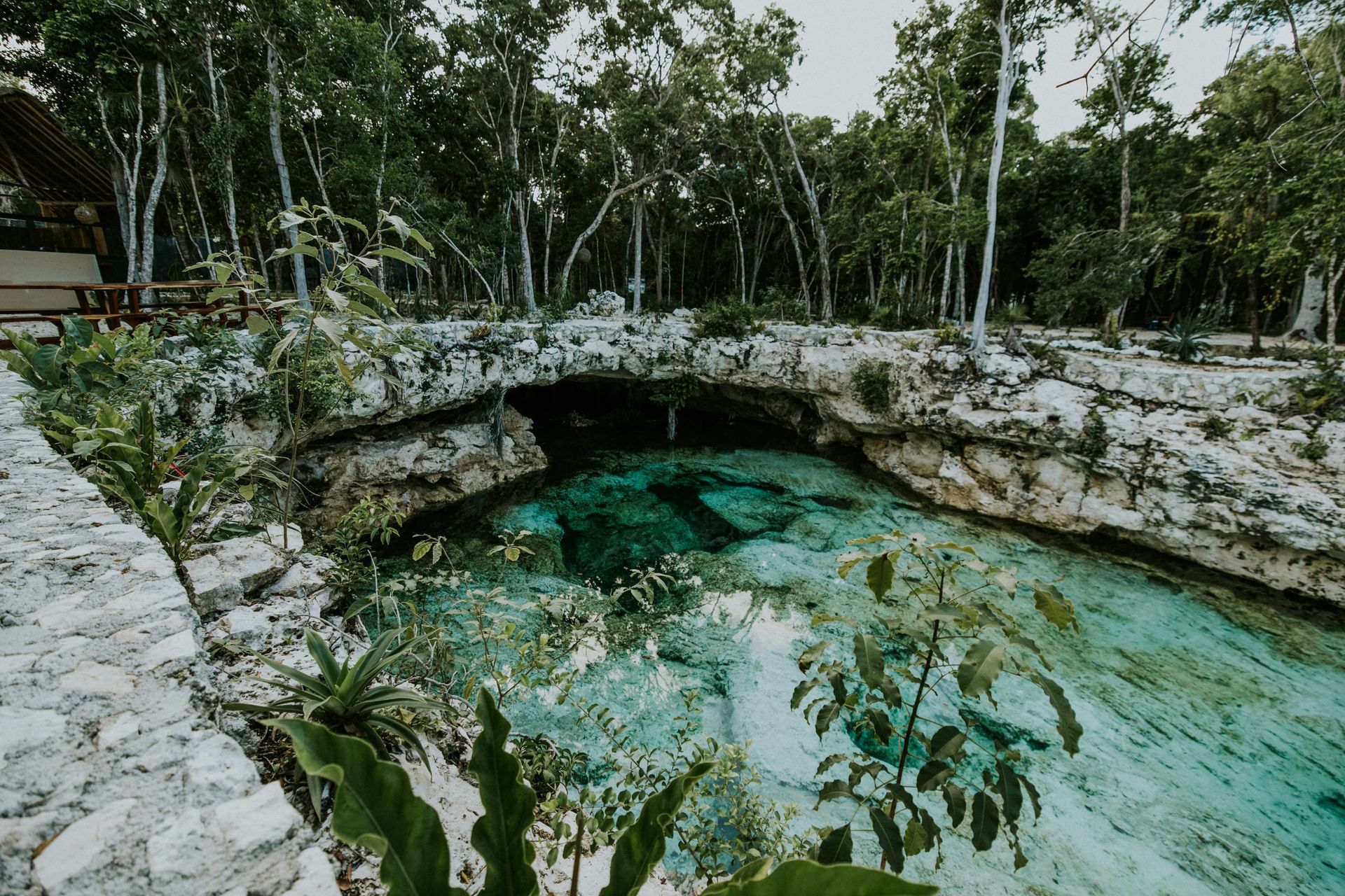 A cenote surrounded by trees and rocks in the middle of a forest in Tulum, Mexico.