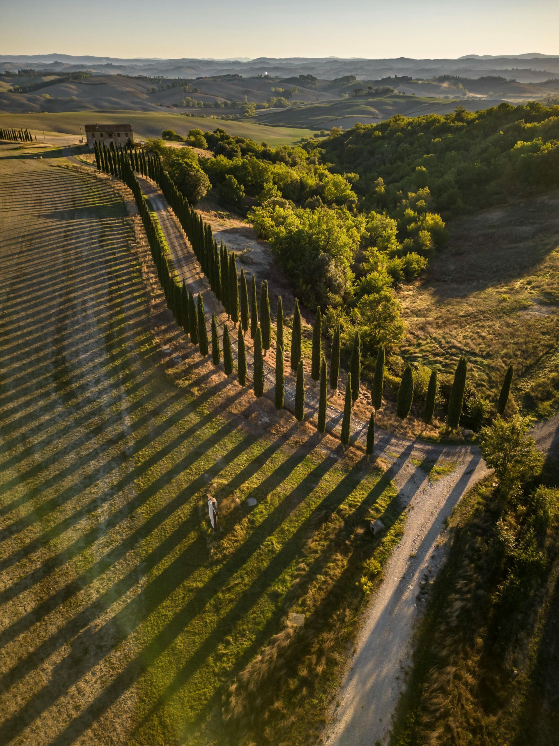 An aerial view of a vineyard with trees and a dirt road in Tuscany, Italy.