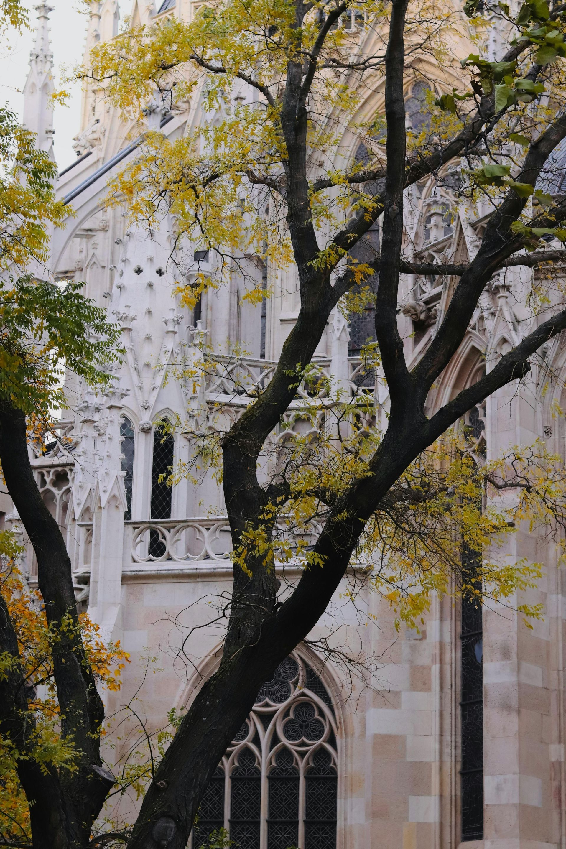 A tree with yellow leaves is in front of a building in Vienna, Austria. 